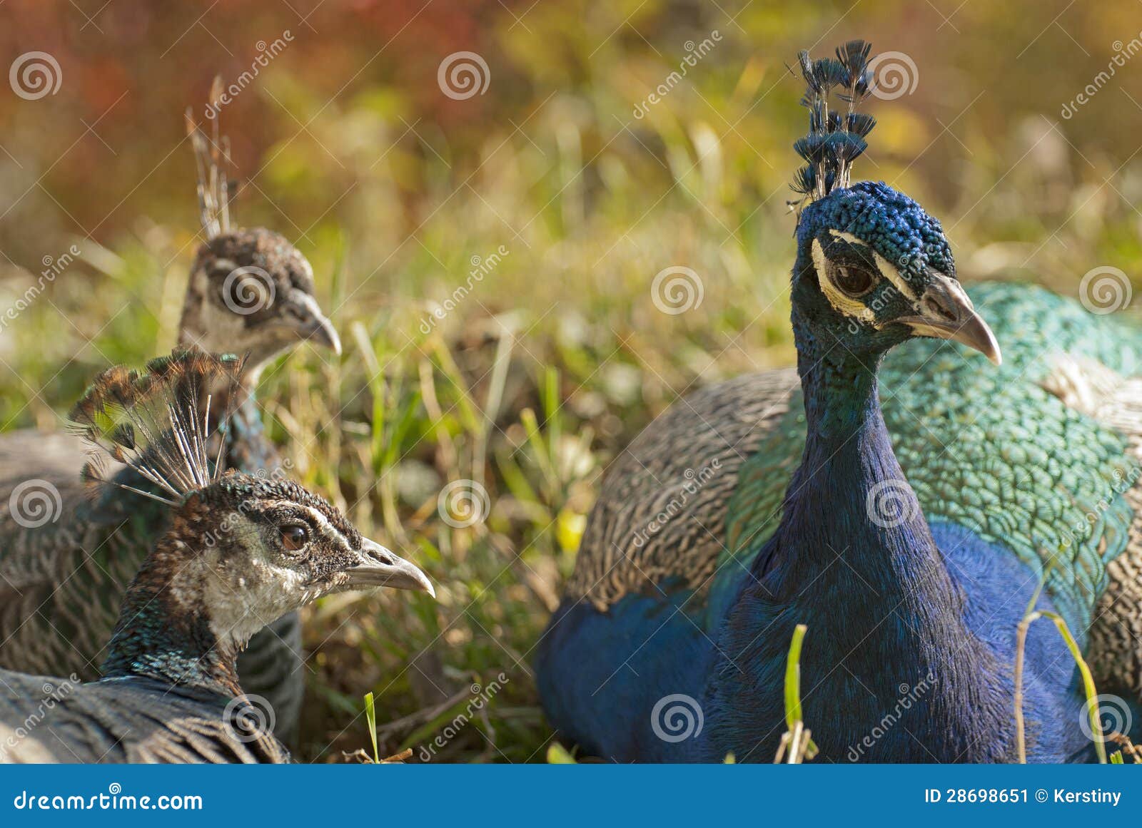 Couple of peacock stock image. Image of pair, bright 28698651