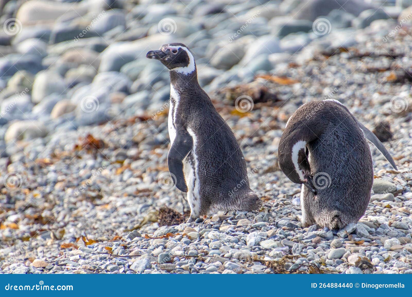 couple of penguins chiean anctartica