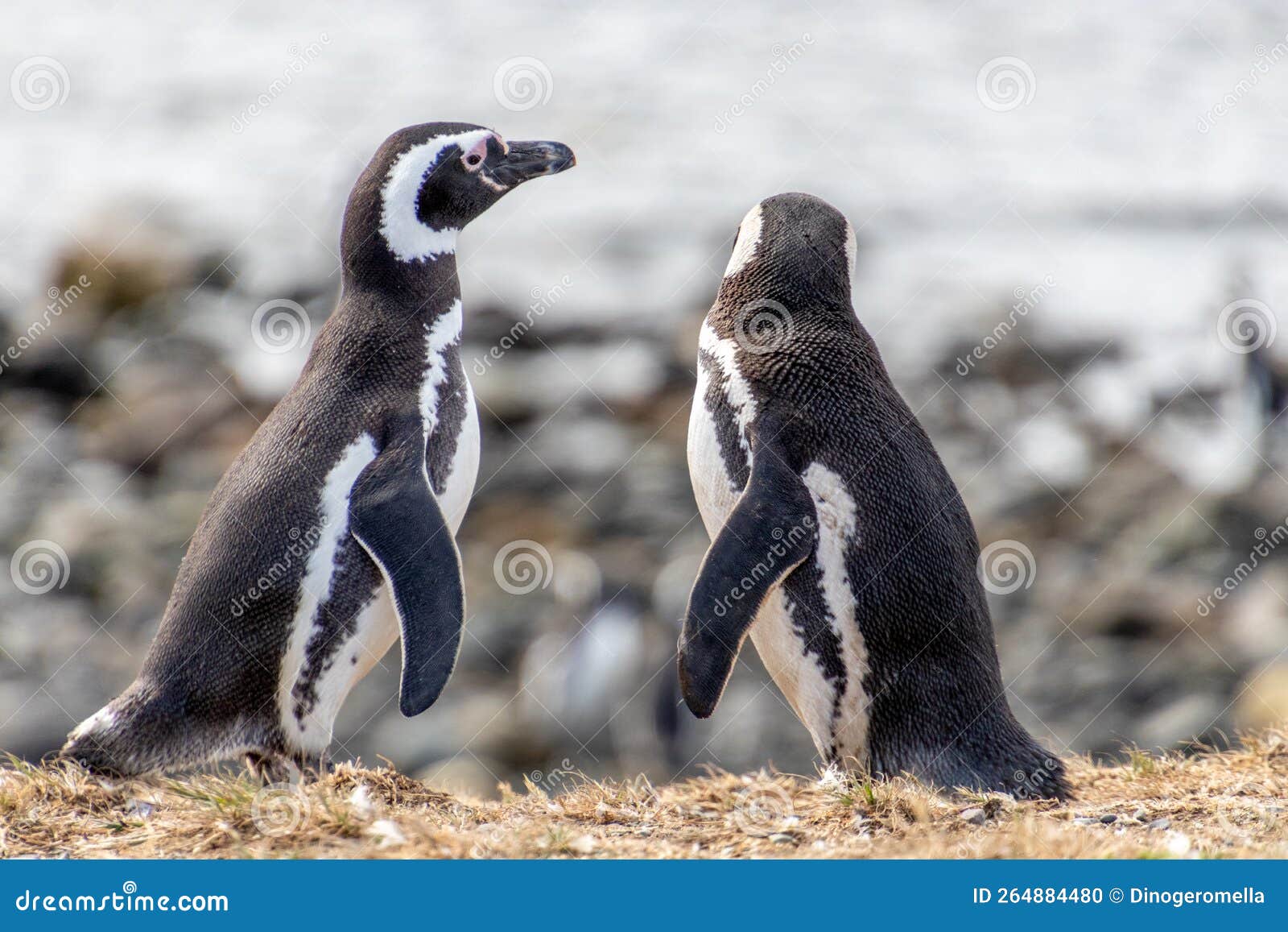couple of penguins chiean anctartica