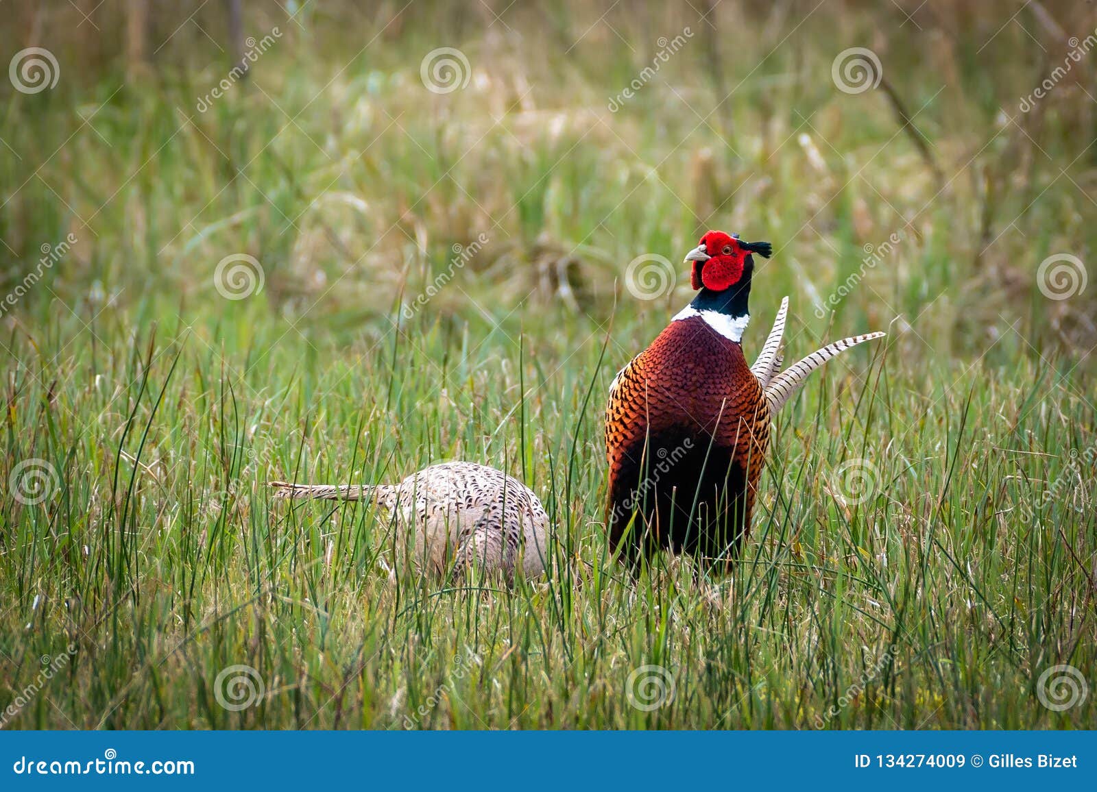 couple of pheasants in the meadow
