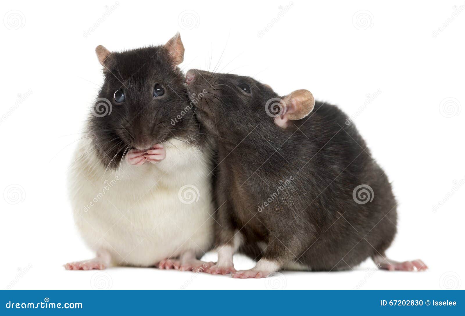 couple of rats sitting and sniffing