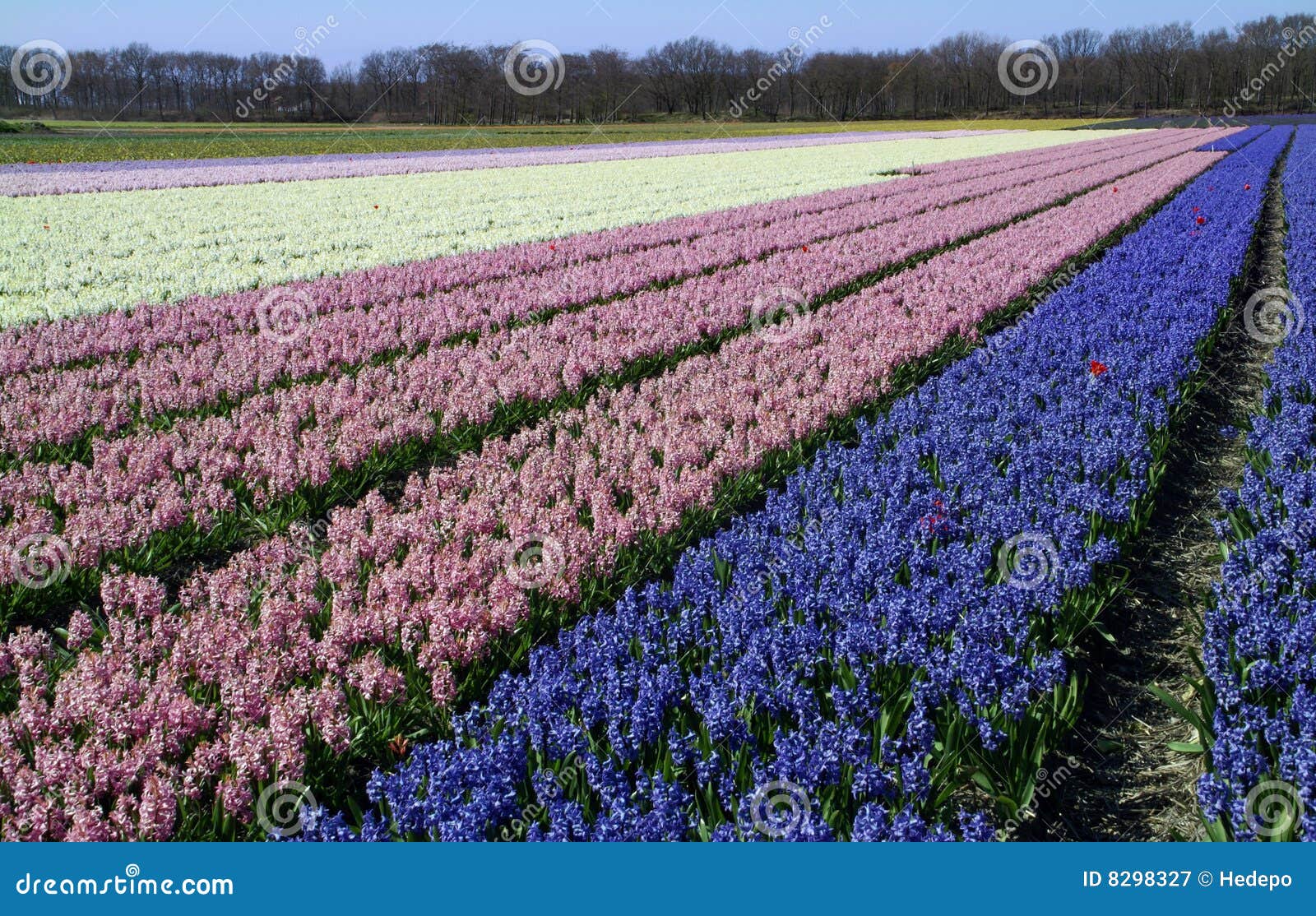 Couple of Red Tulips Lost in Field with Hyacinth Stock Image Image of