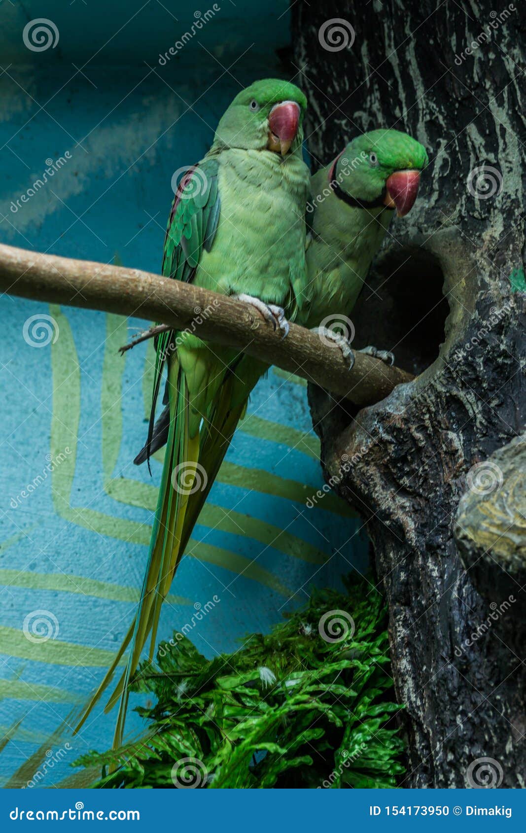 Rose-ringed parakeet female perch on a dead tree trunk closeup portraiture  photo. Stock Photo by nsamenvato