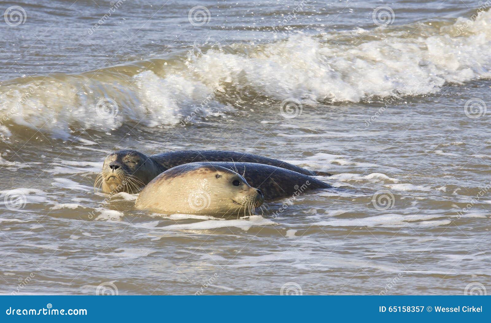 couple of seals near dutch village of hollum, ameland