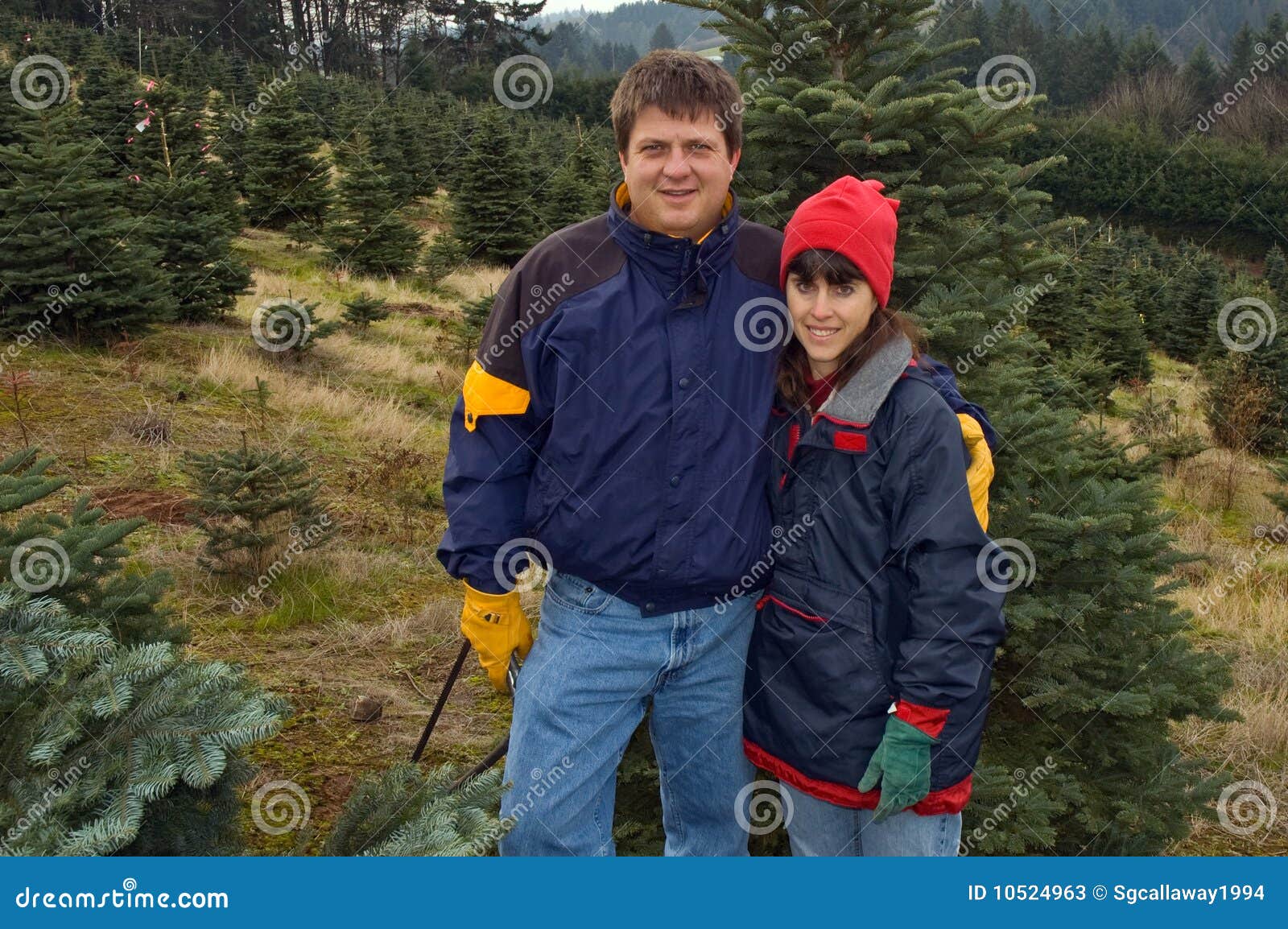 Couple Search for Perfect Christmas Tree To Cut Stock Image Image of