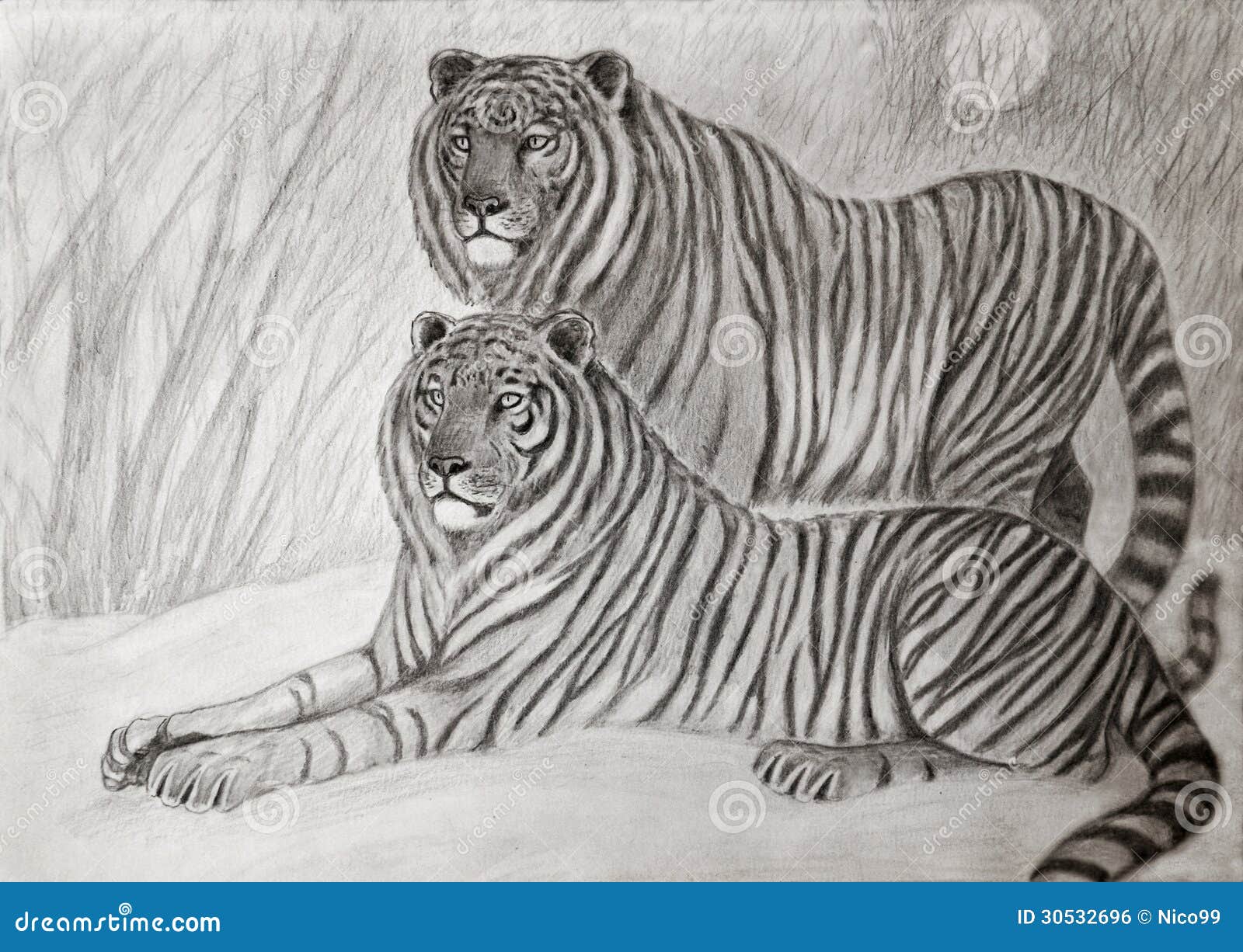 Siberian Tigers In A Snowy Glade Catch Their Prey Very Dynamic Shot