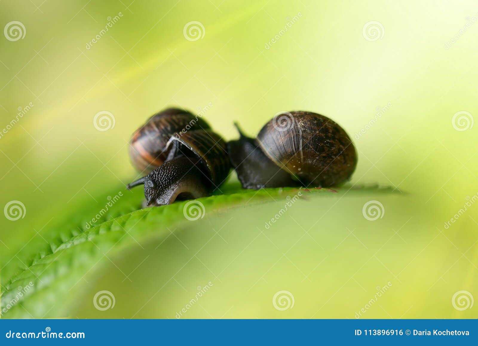 A couple of snails stock photo. Image of happy, animal 113896916