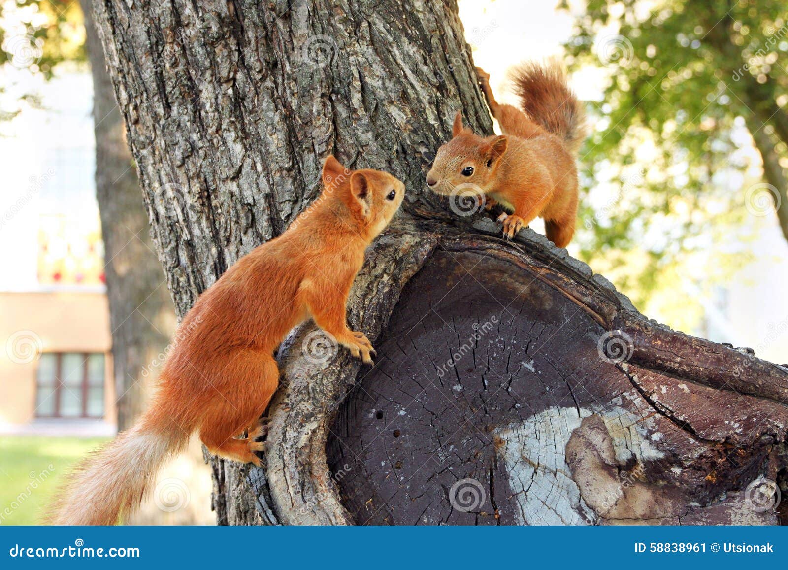 Couple of Squirrel stock image. Image of animal, rodent 58838961