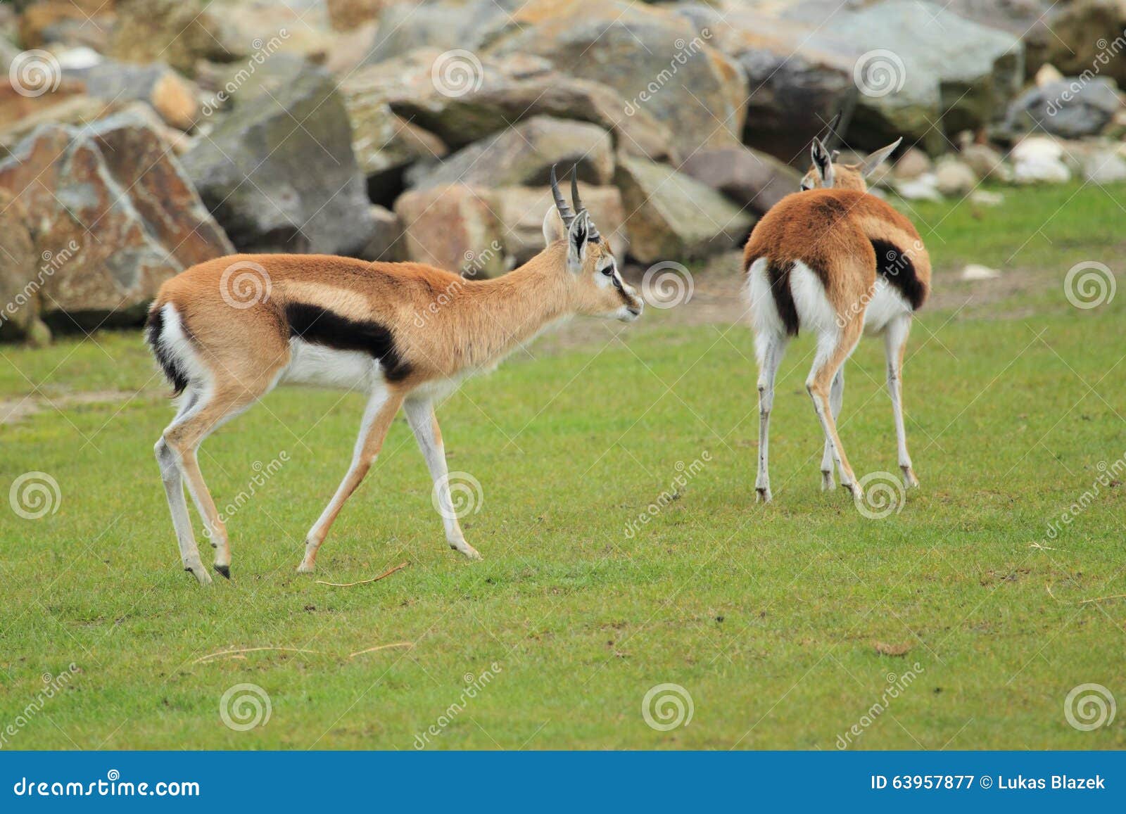 couple of thomson gazelles