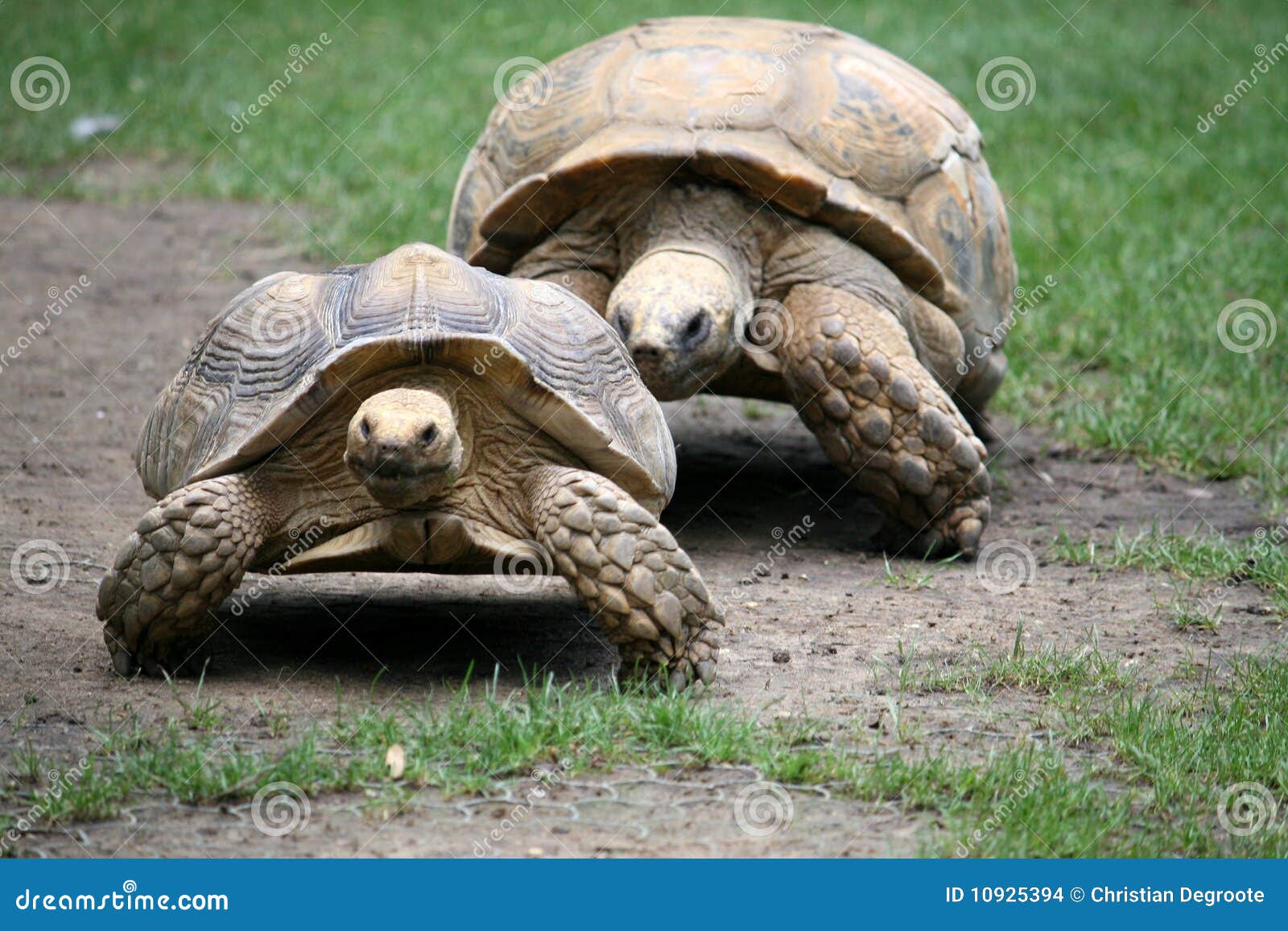 Couple of Turtles stock photo. Image of turtle, couple 10925394