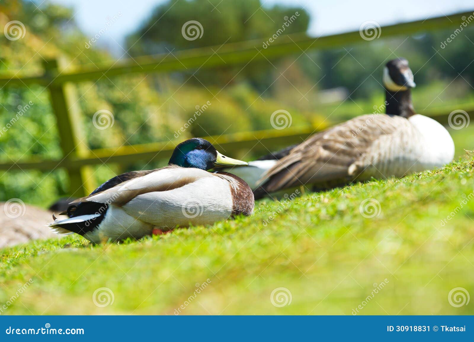 Couple of Two Beautiful Ducks Birds on a Lawn Stock Image Image of freshwater, cold 30918831