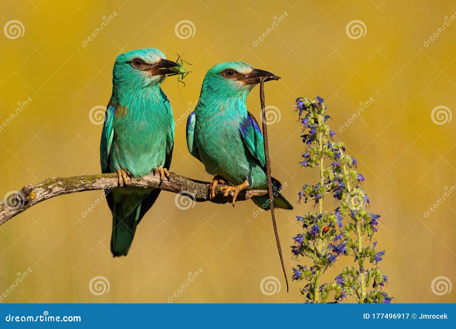 3 147 Cute Pair Birds Photos Free Royalty Free Stock Photos From Dreamstime