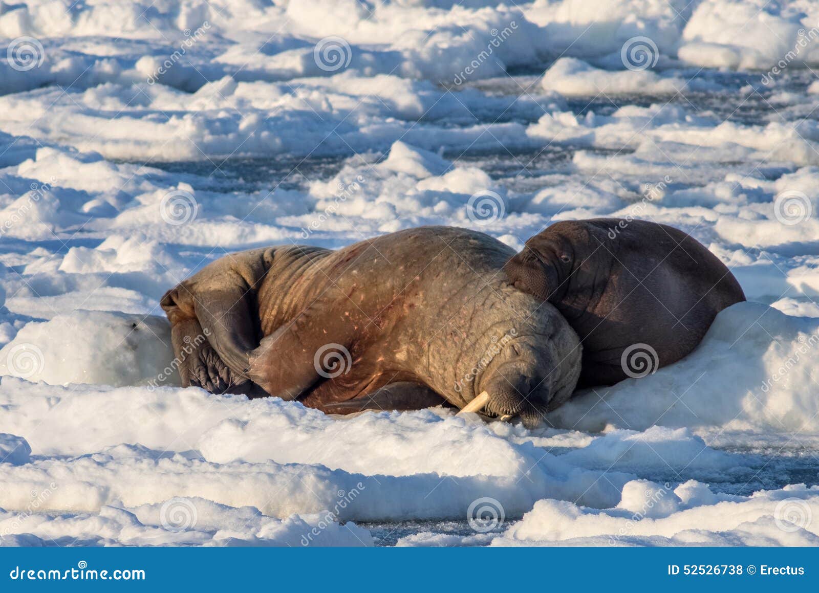 Couple Of Walruses On The Ice Arctic Spitsbergen Stock Photo Image