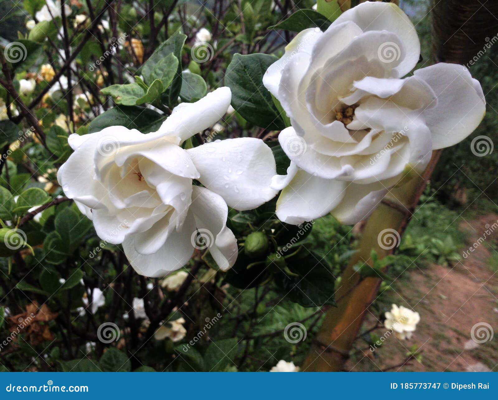 A Couple of White Color Gardenia Flower is Blooming in the Raining Stock  Image - Image of jasminoides, fragrant: 185773747