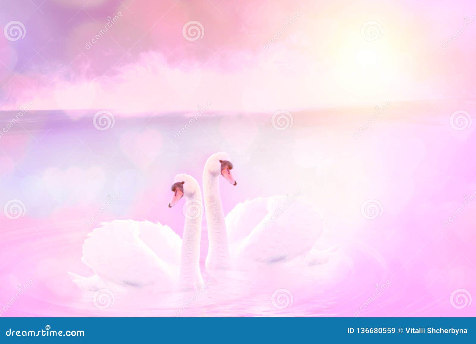 Couples De Beaux Cygnes Blancs Dans Le Lac Rose Brumeux Au