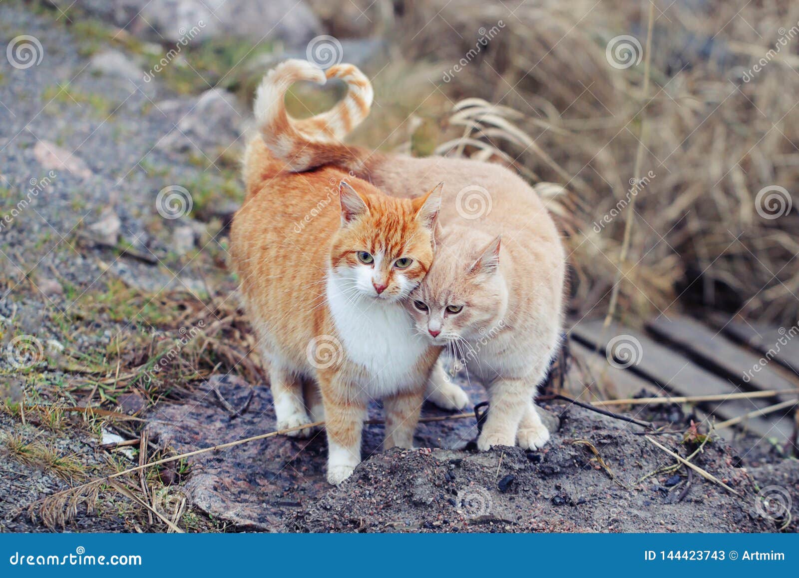 Couples De Chats Tant Amoureux Deux Chats Domestiques Ensemble Des Relations M Mes Dehors Image Stock Image Du Charmer Yeux