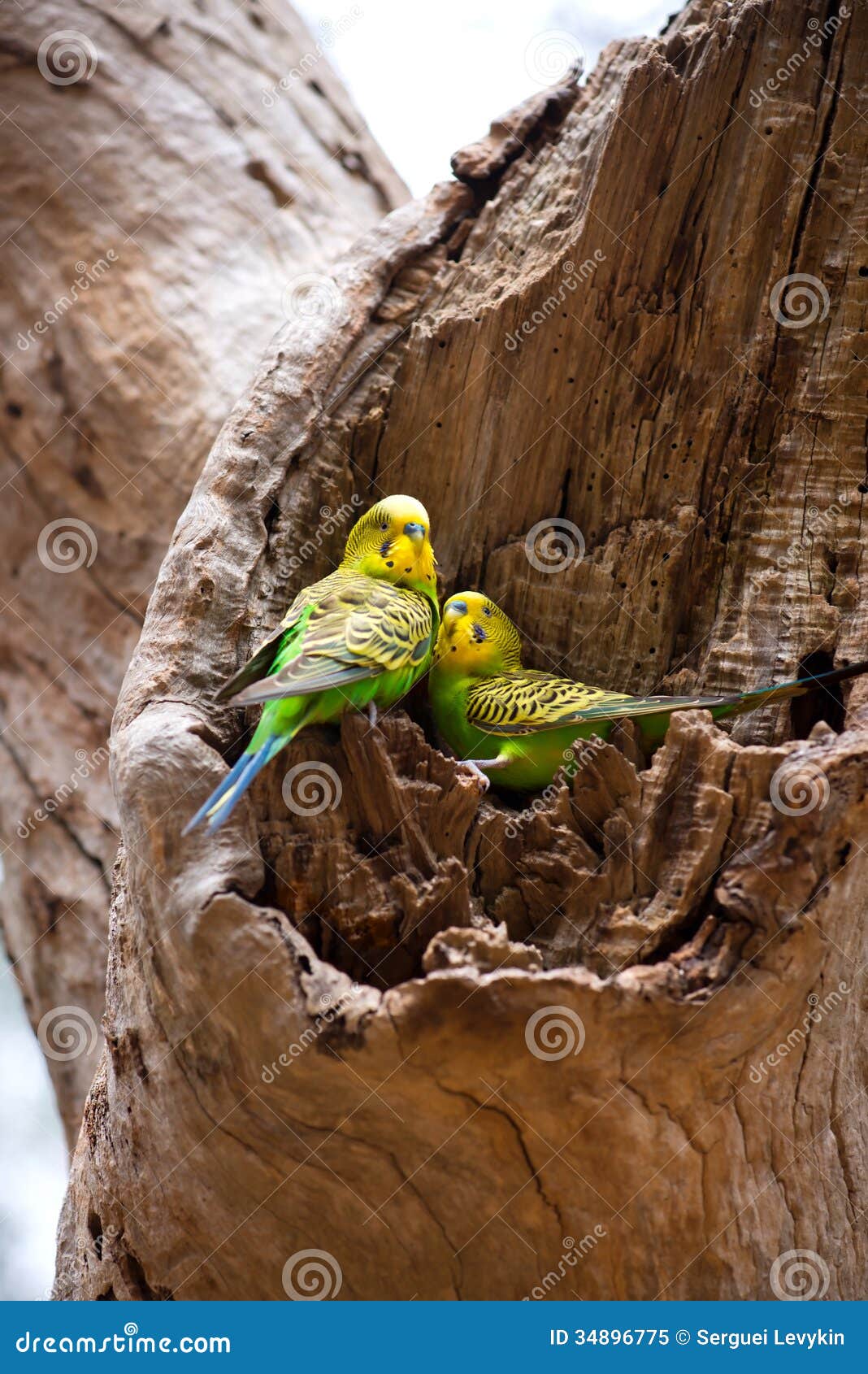 Couples Des Perroquets De Perruche Sur Le Nid Image stock - Image
