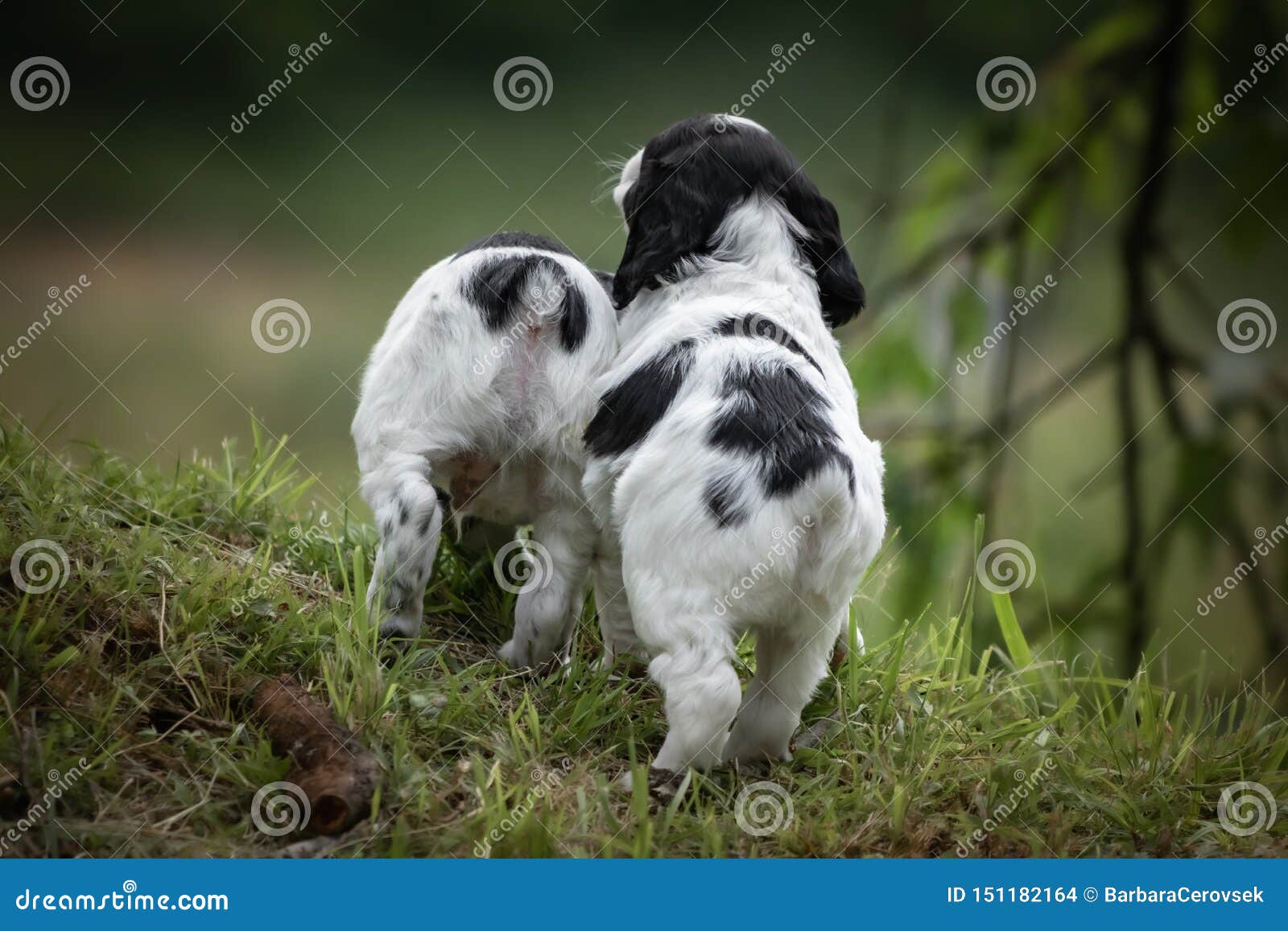 Couples Mignons Et Curieux De Portrait Noir Et Blanc De Chiot De Chiens D Epagneul De Bretagne De Bebe Jouant Et Explorant Vue Photo Stock Image Du Verticale Pedigree