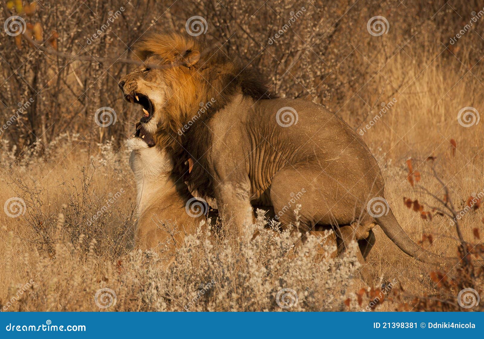 coupling between lions