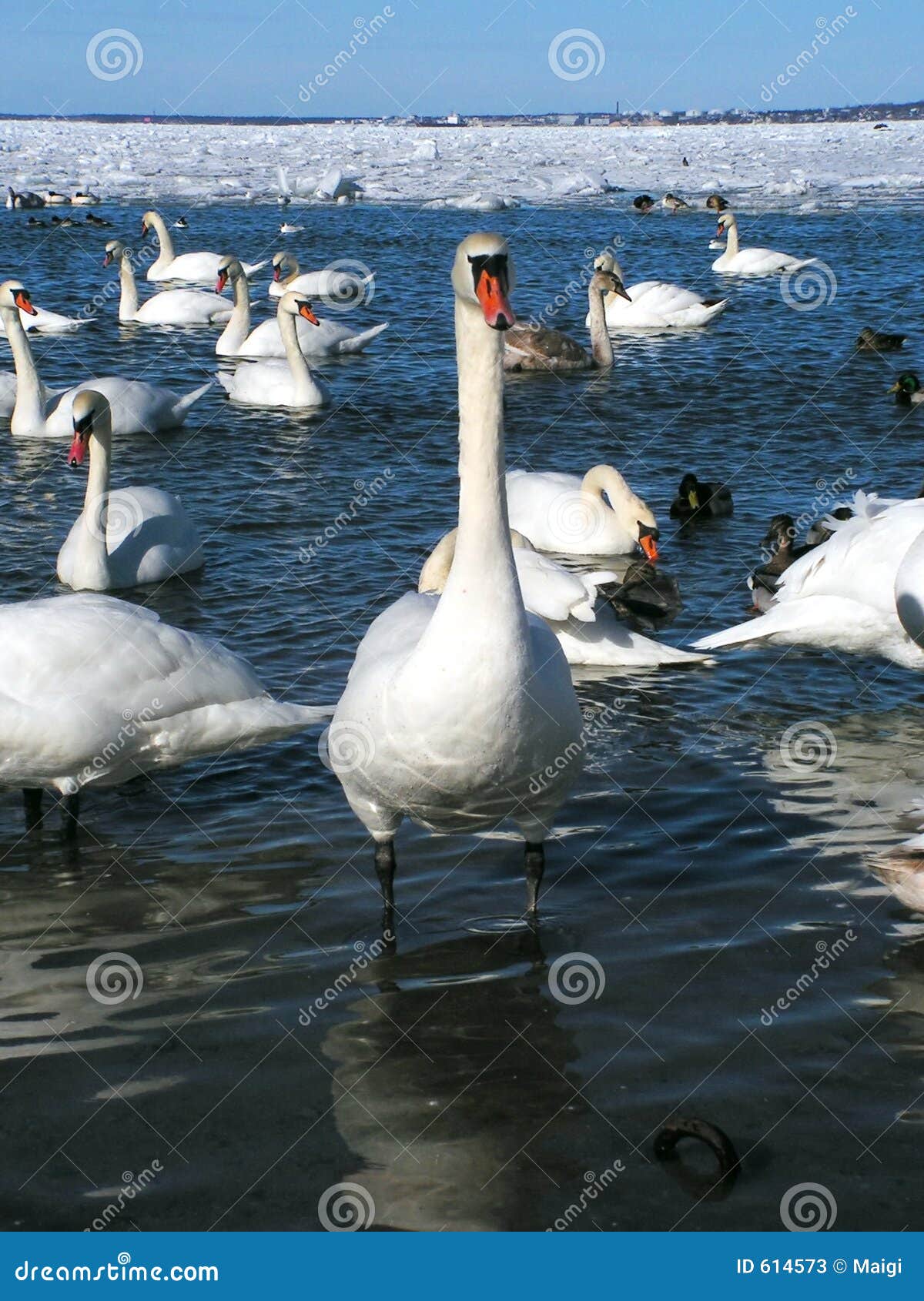 courageous swan