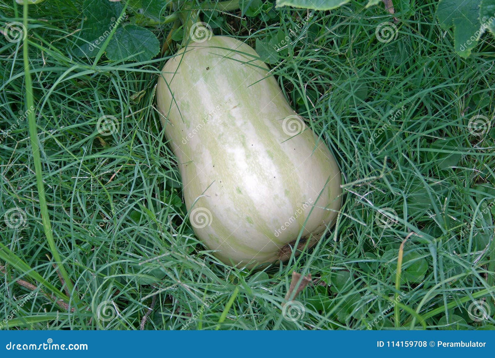 Courge De Butternut Dans Un Jardin Photo Stock Image Du Dans Jardin 114159708