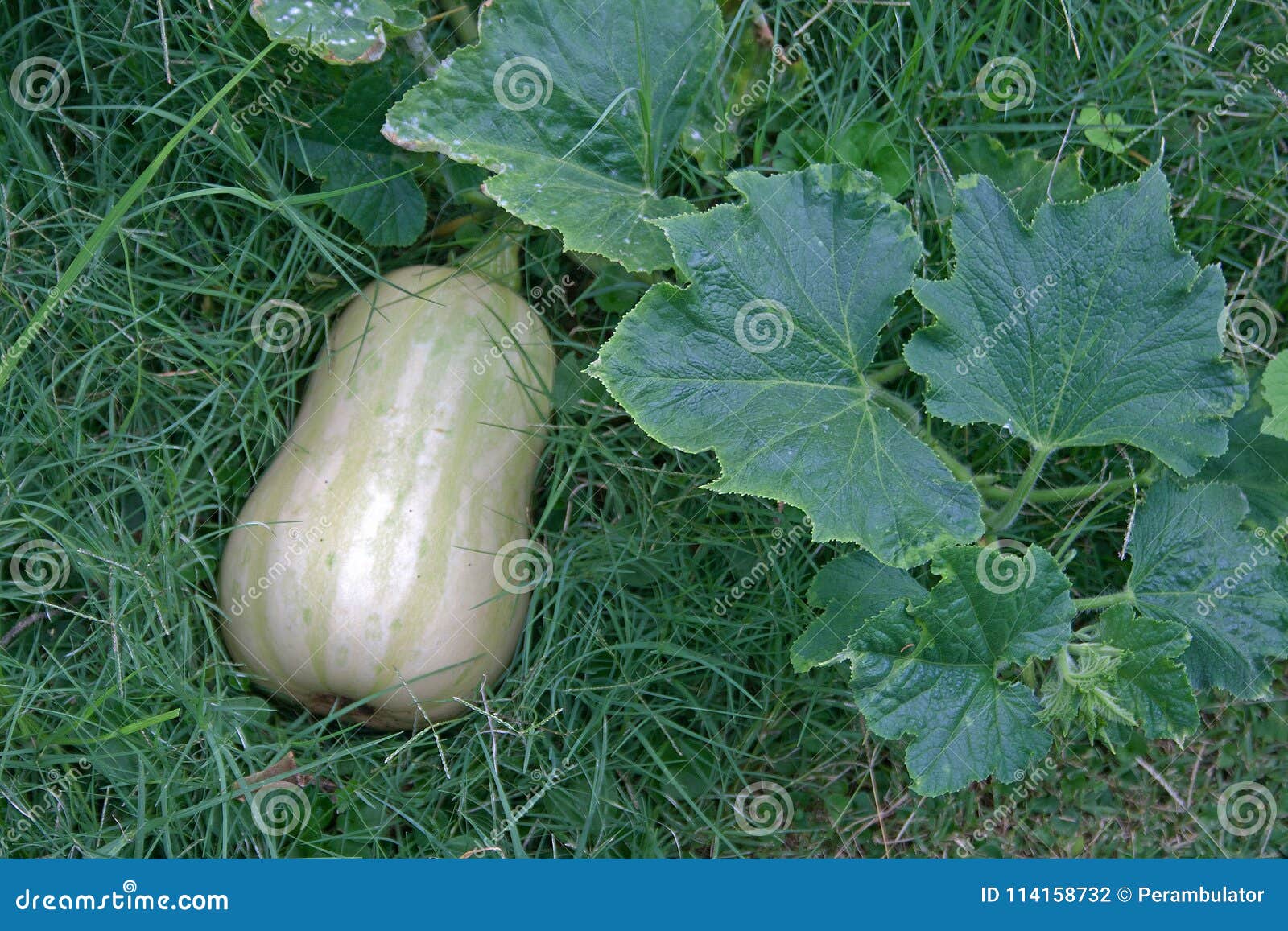Courge Et Feuilles De Butternut Dans Le Jardin Photo Stock Image Du Feuilles Courge 114158732