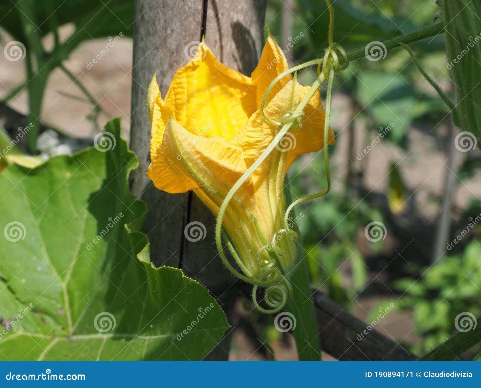 Courgette Aka Zucchini Flower Stock Image Image of vegetables, yellow