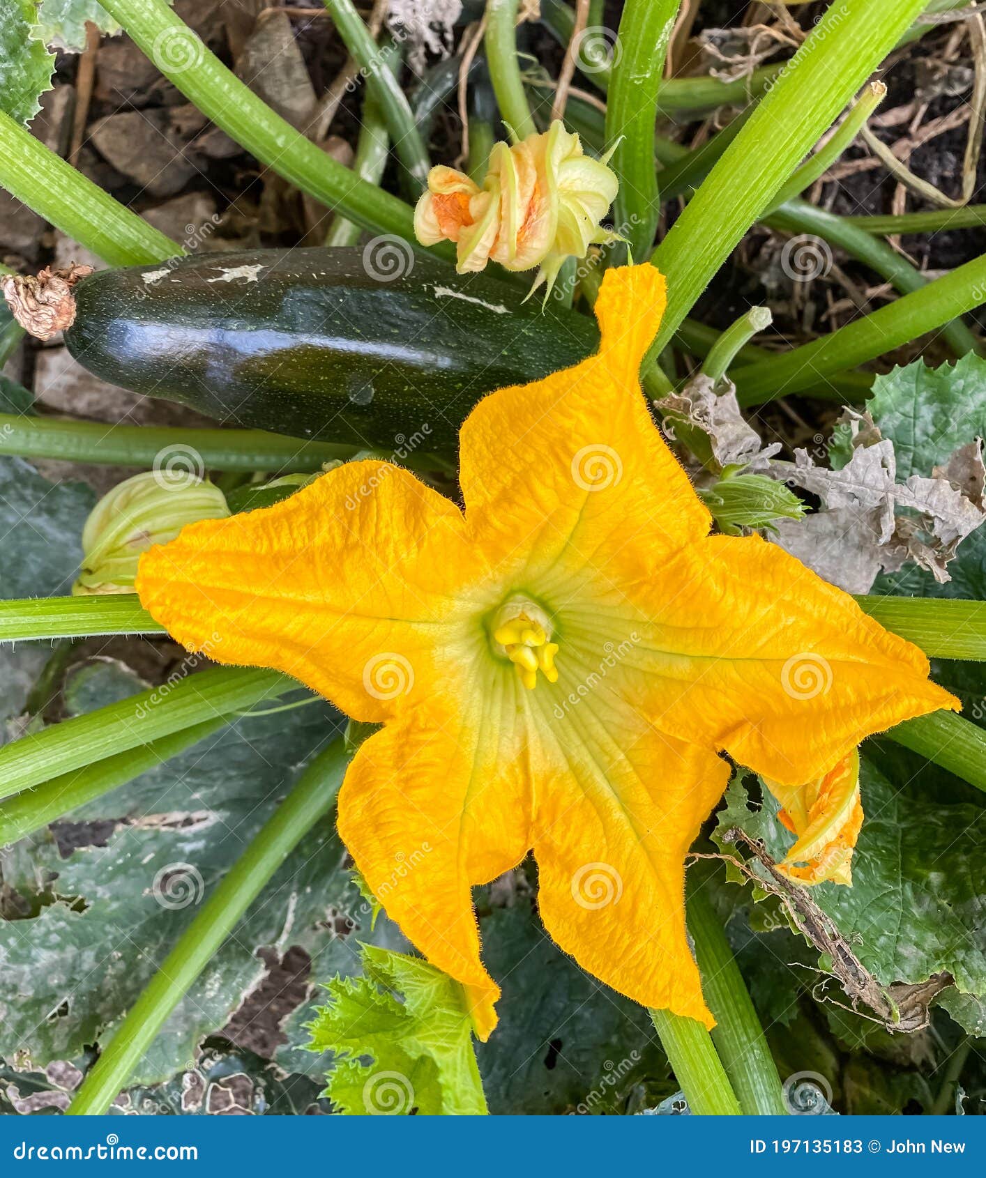 Courgette flower stock image. Image of grown, vegetable 197135183