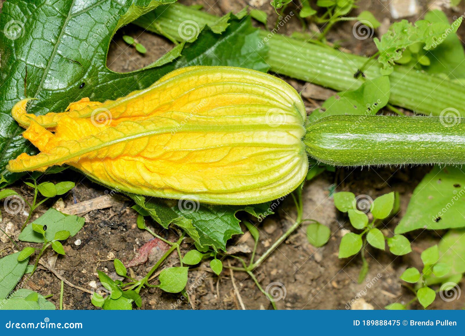 A Courgette Flower and Developing Cougette Vegetable Stock Image