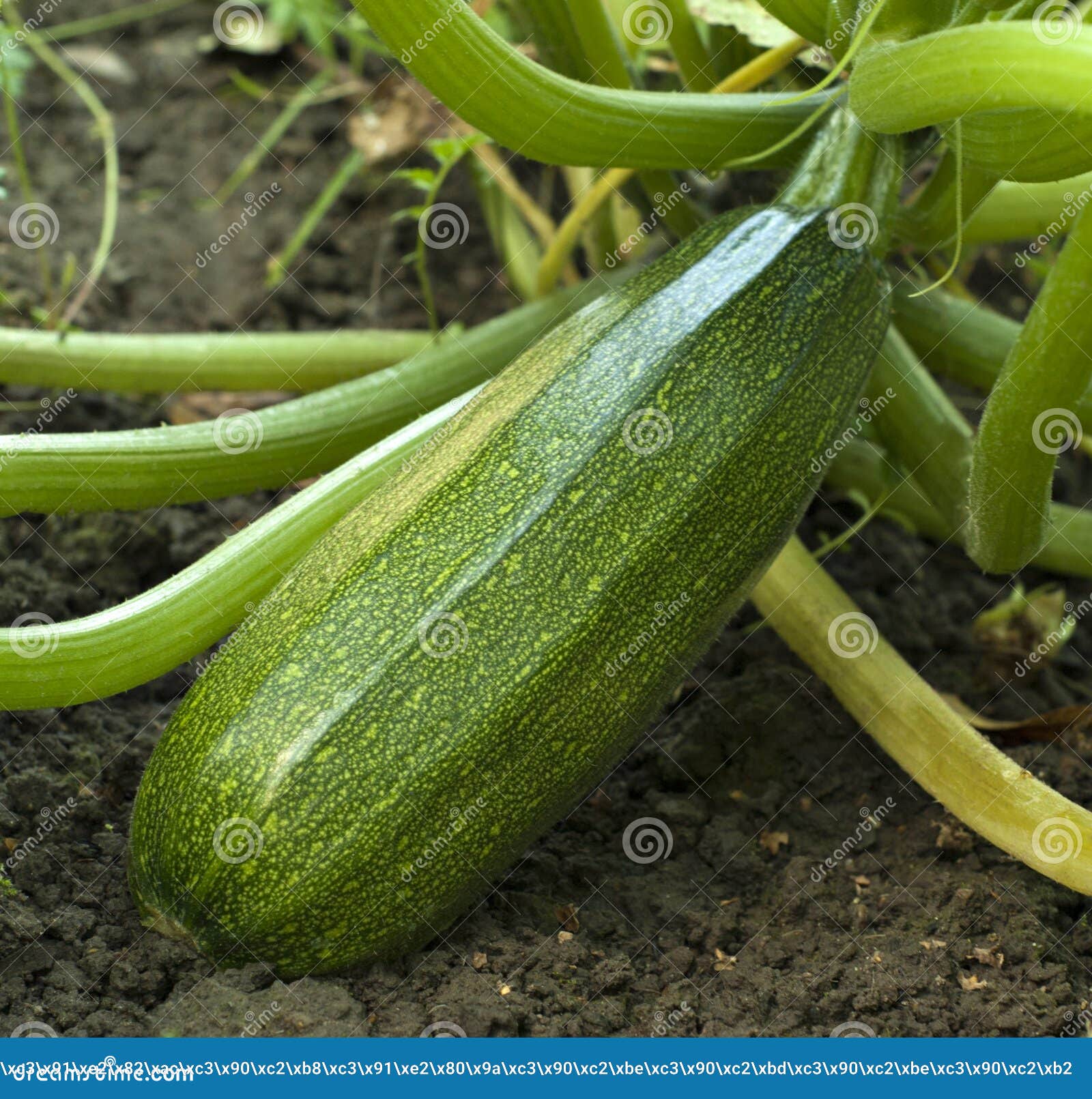 Courgette on the garden stock photo. Image of fresh, food 99240468