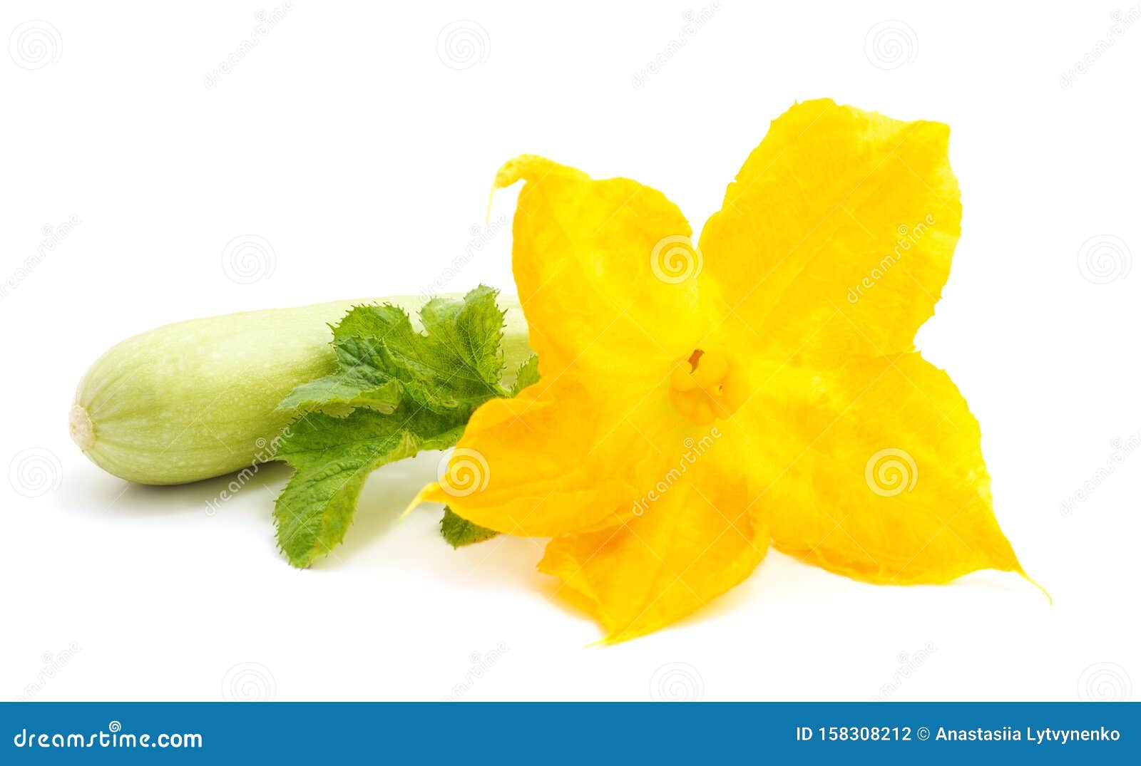 Courgette with Leaves and Flower Stock Photo Image of leaf, growing
