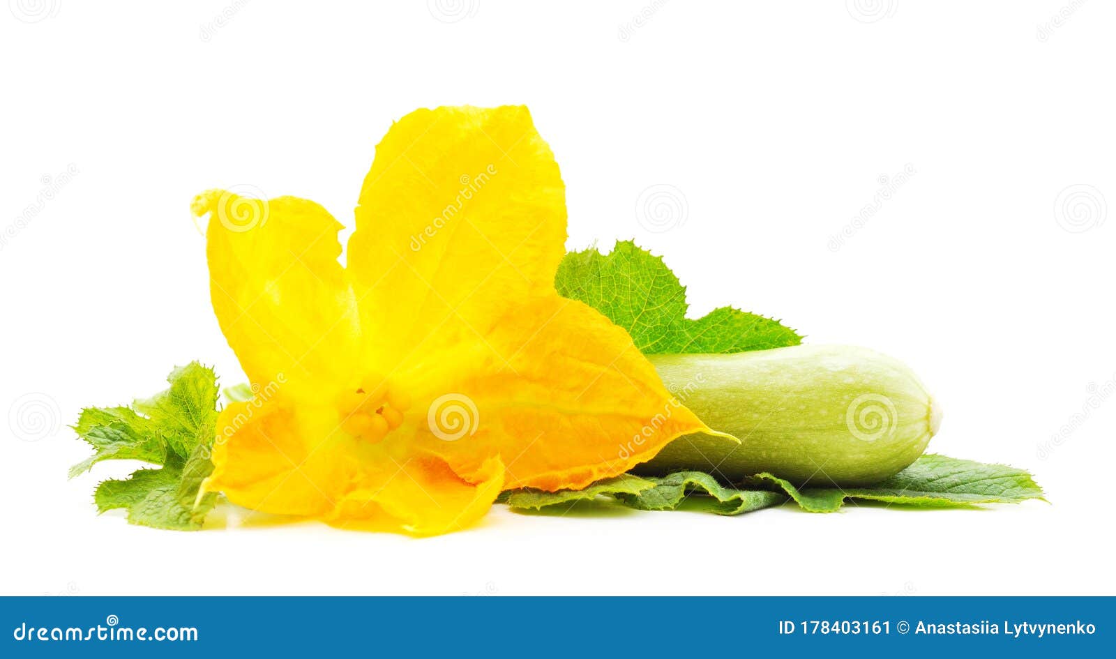 Courgette with Leaves and Flower Stock Image Image of agriculture