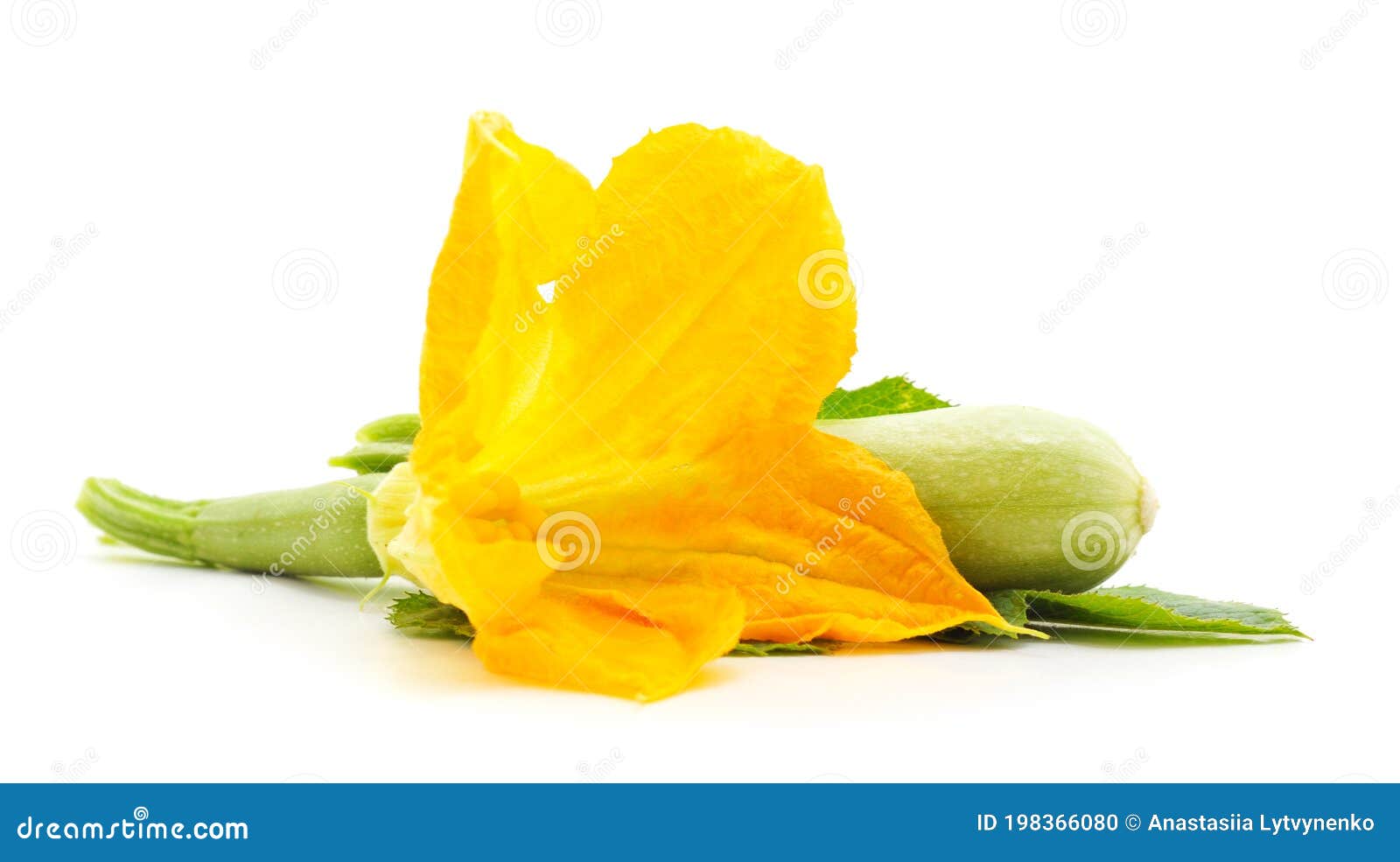 Courgette with Leaves and Flower Stock Photo Image of leaf, cooking