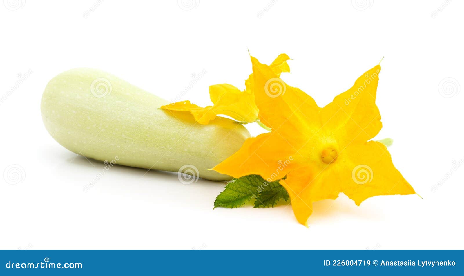 Courgette with Leaves and Flower Stock Image Image of growing, farm