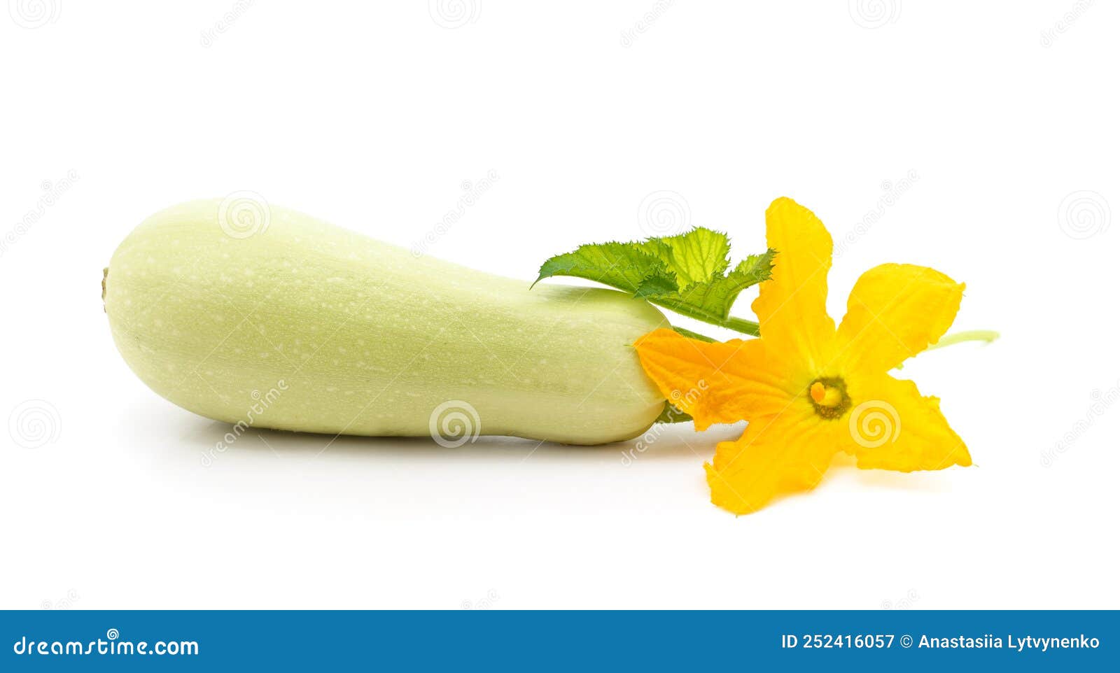 Courgette with Leaves and Flower Stock Image Image of healthy