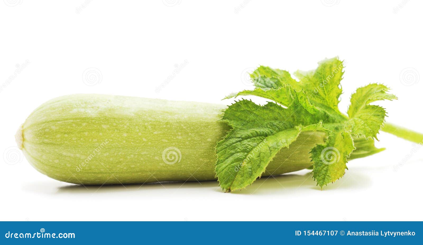 Courgette with leaves stock image. Image of gardening 154467107