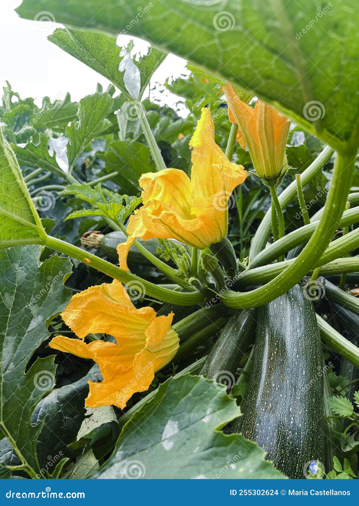 Courgette Plant with Flowers and Fruit. Stock Photo Image of foliage