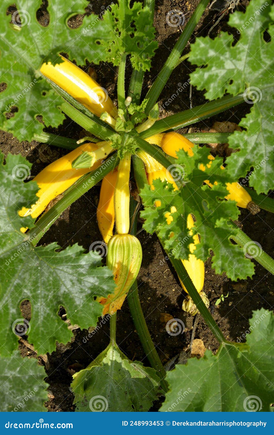 Courgette Soliel stock image. Image of flowers, edible 248993453
