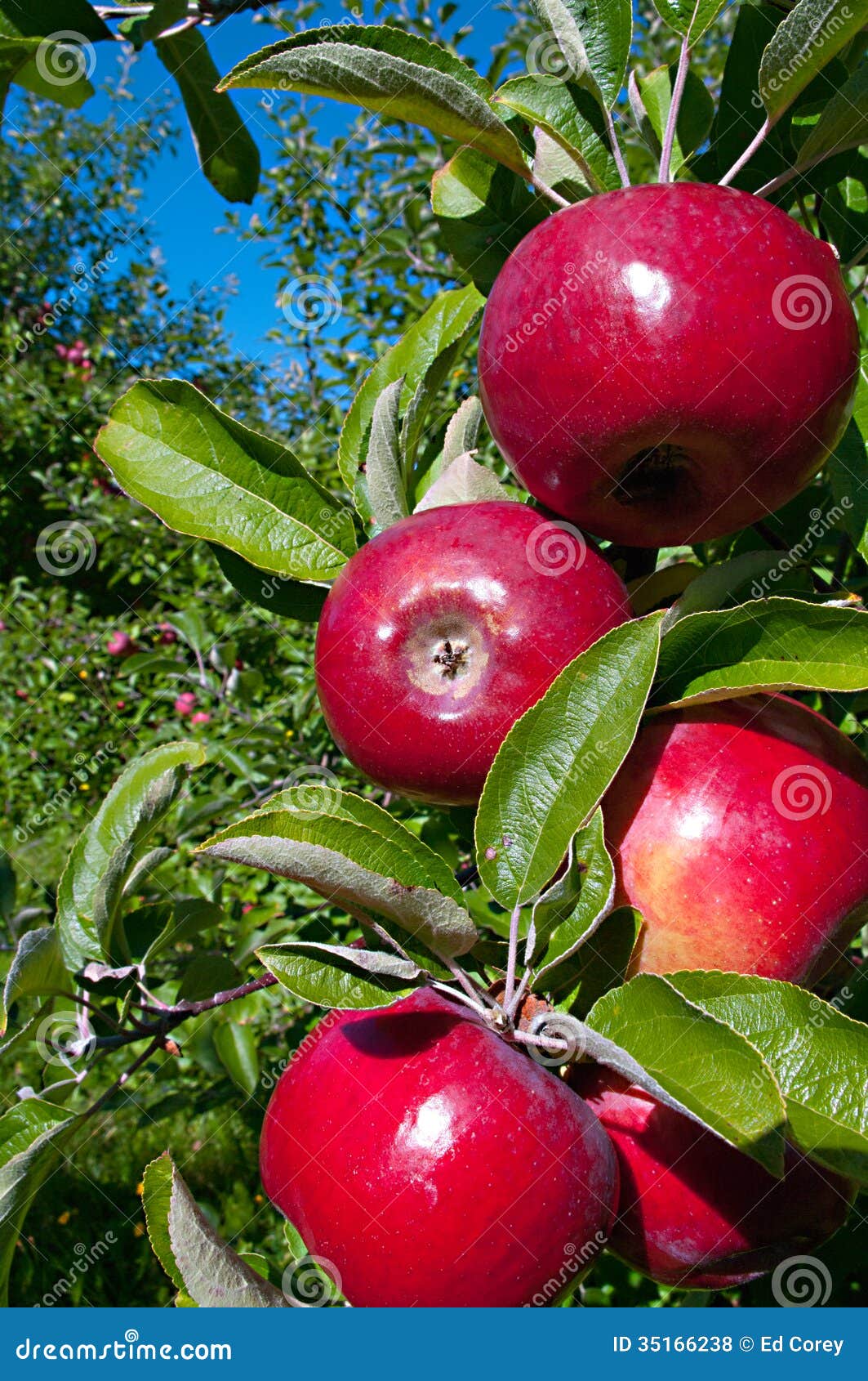 Courtland Apples stock photo. Image of healthy, health 35166238