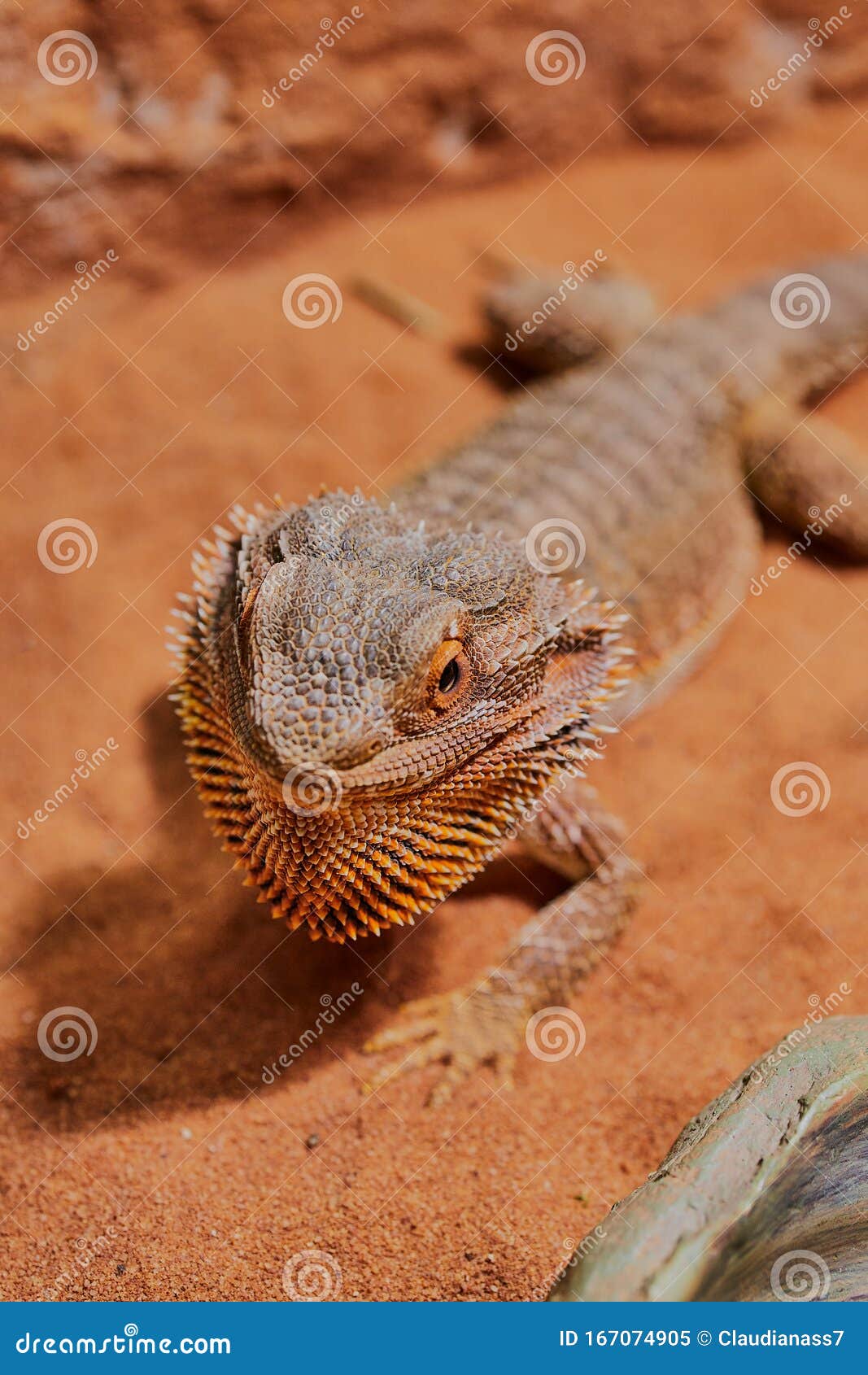 bearded dragon sunglasses