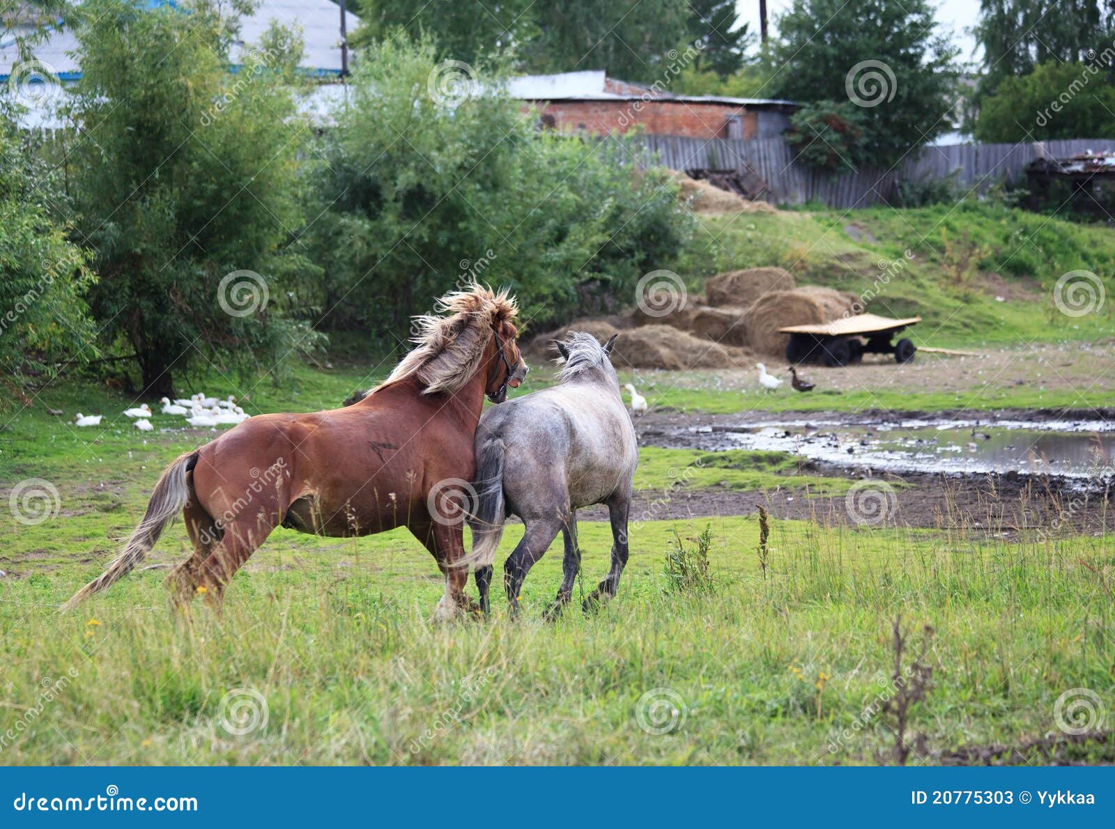 Courtship horses. stock image. Image of male, courtship 20775303