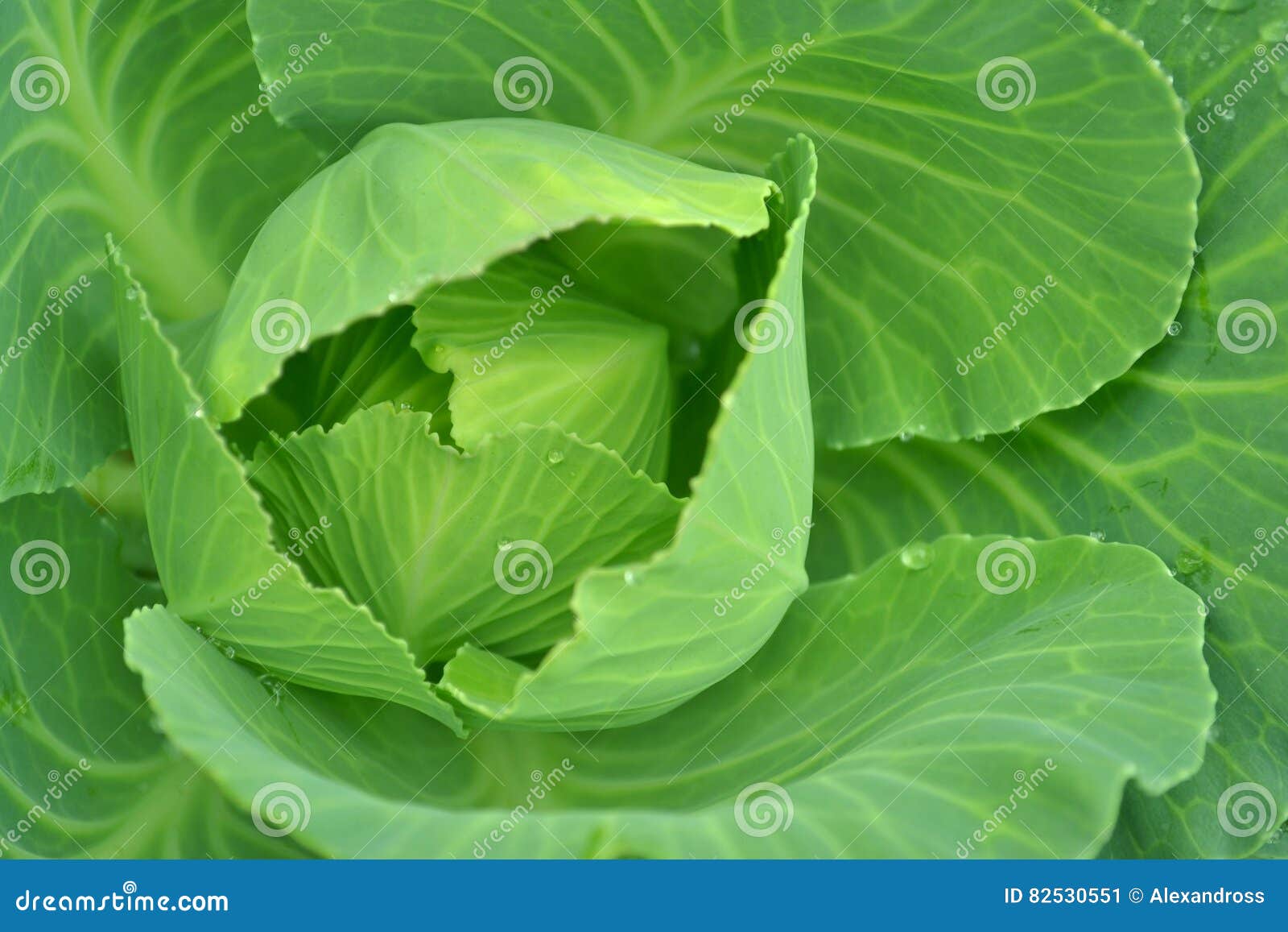 Couve verde, fresca imagem de stock. Imagem de colheita 82530551