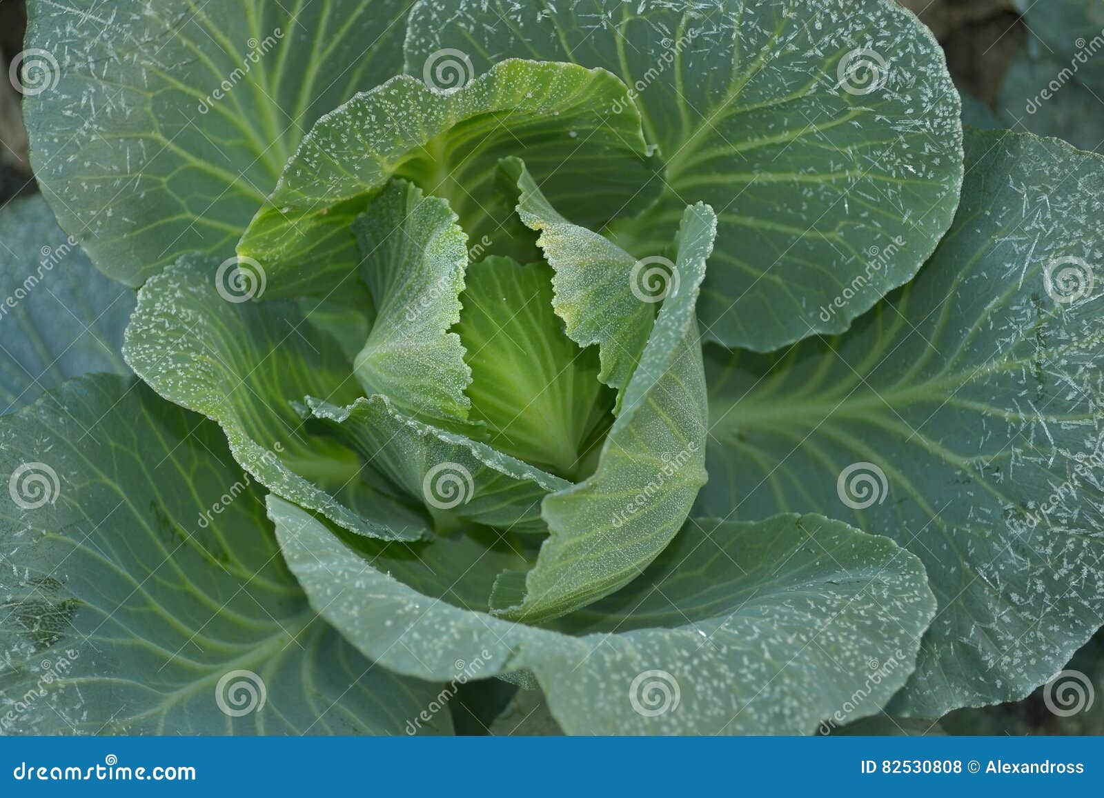 Couve verde, fresca foto de stock. Imagem de jardinar 82530808