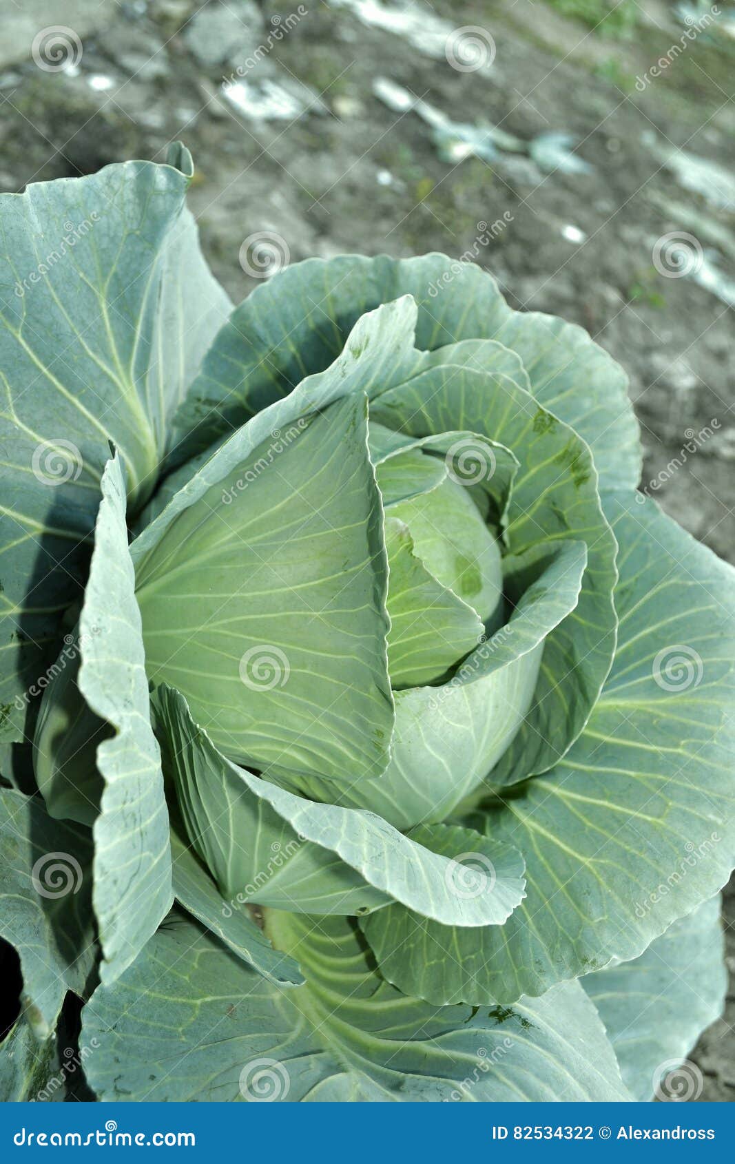 Couve verde, fresca foto de stock. Imagem de repolho 82534322