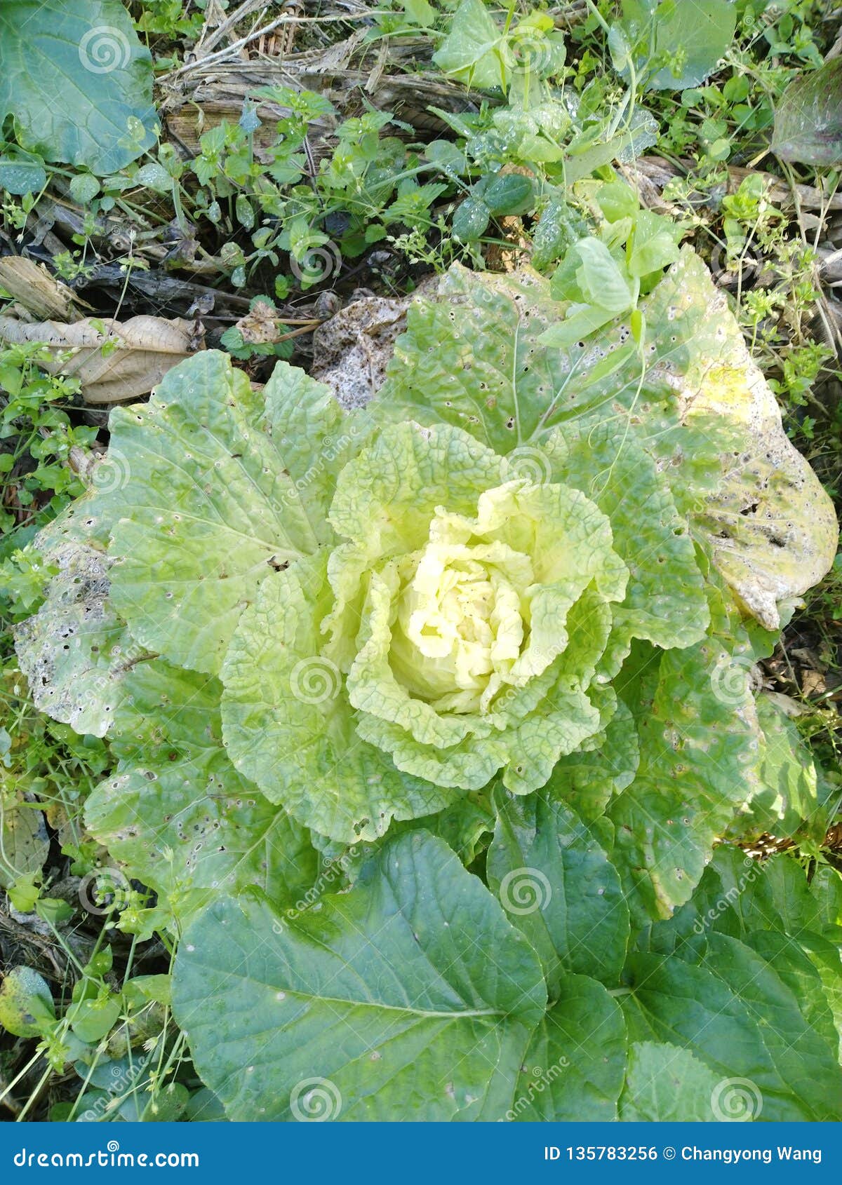 Couve Verde No Jardim Vegetal Foto de Stock Imagem de repolho, folhas