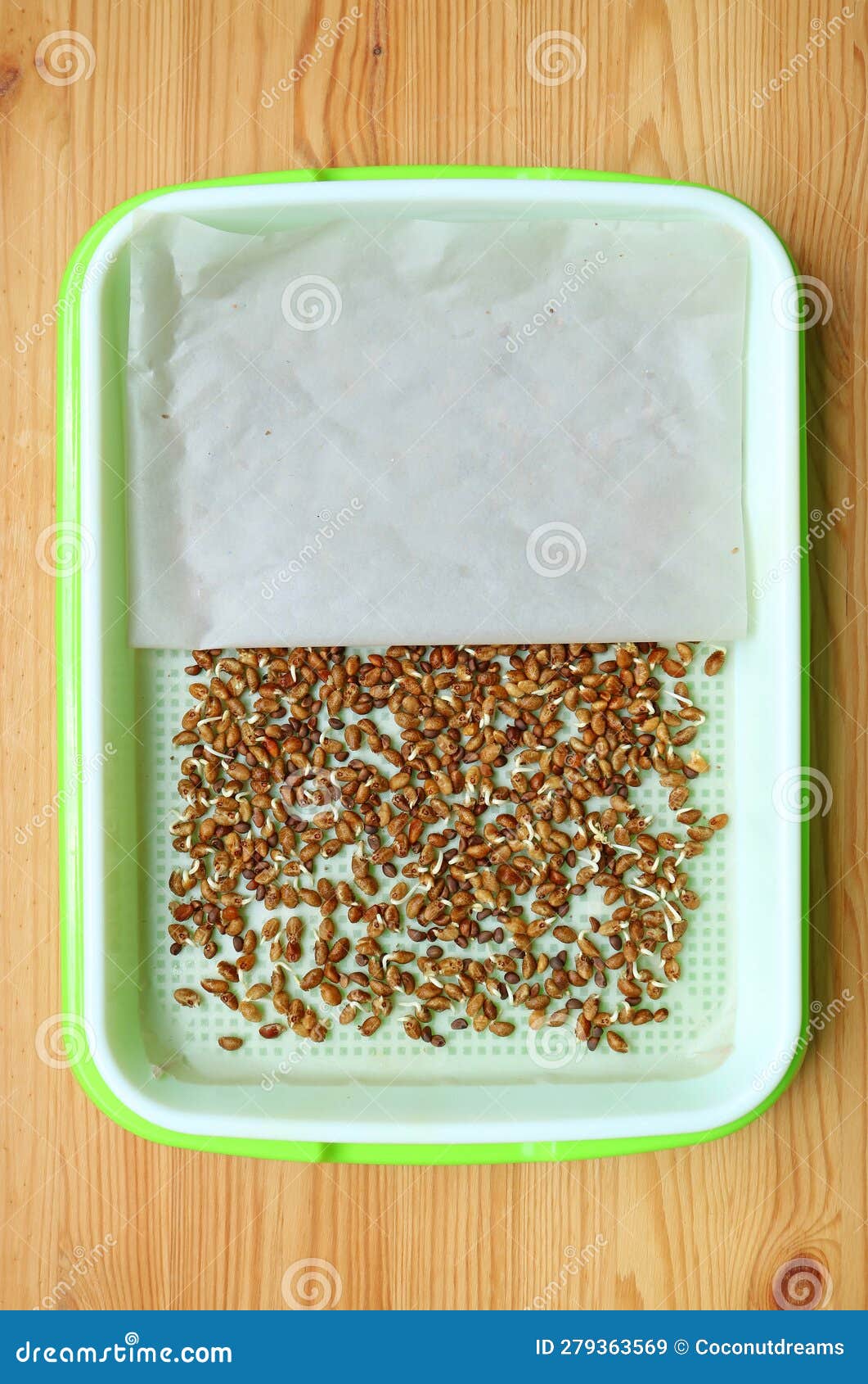 Cover Water Spinach Seeds in Hydroponic Microgreens Growing Tray for