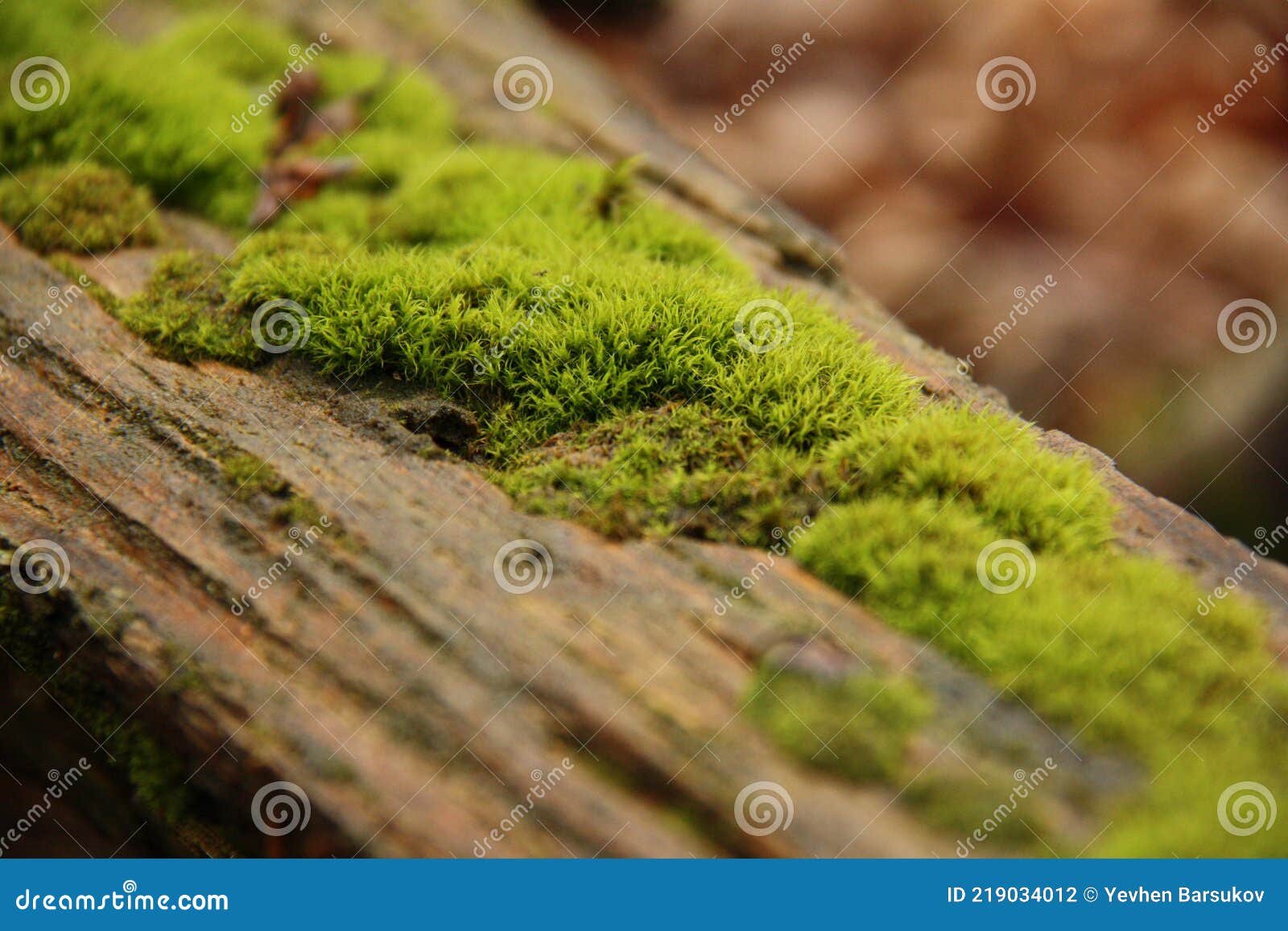 Covered with Green Fluffy Moss Stock Photo Image of macro, plant