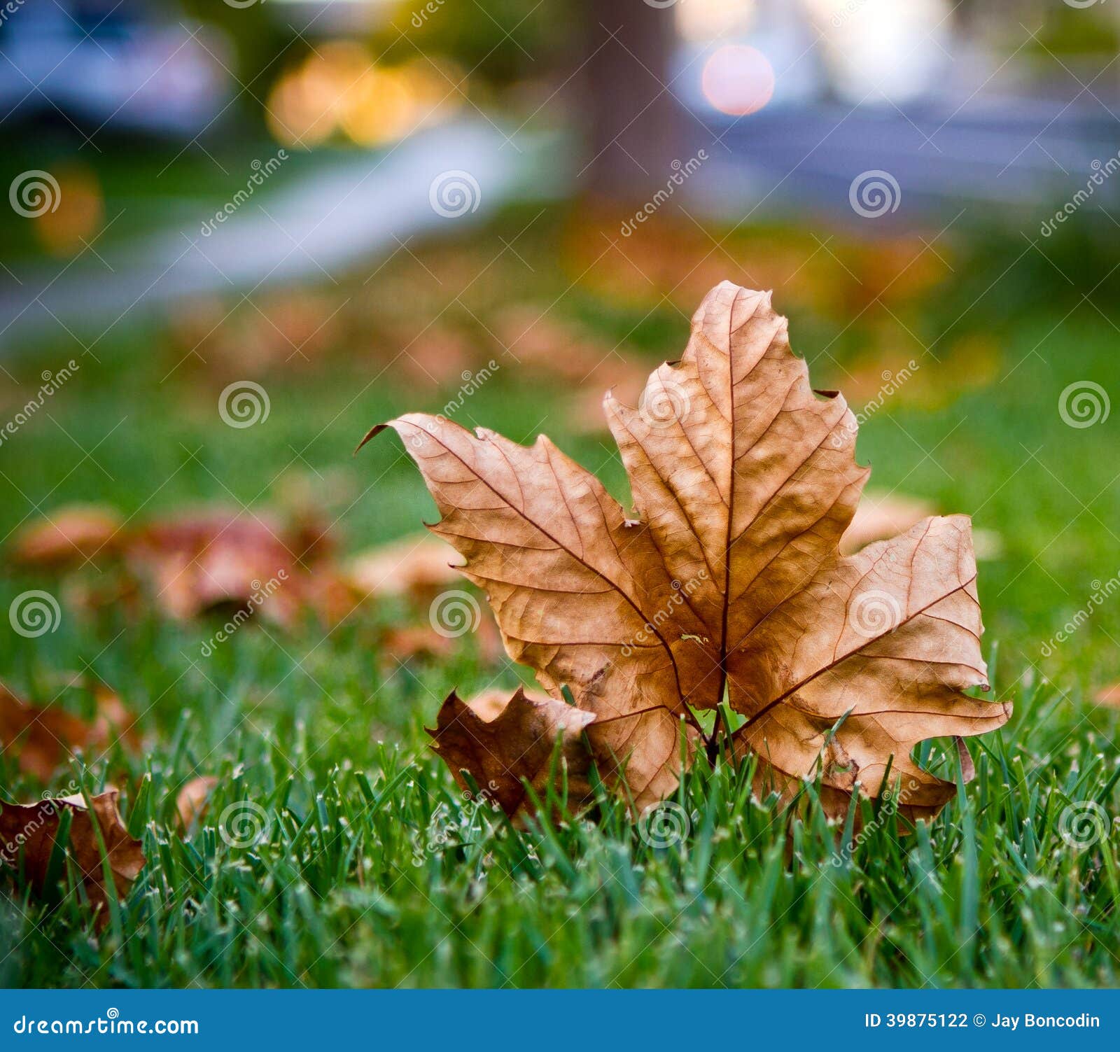 Covered in leaves... stock photo. Image of leaves, weather 39875122