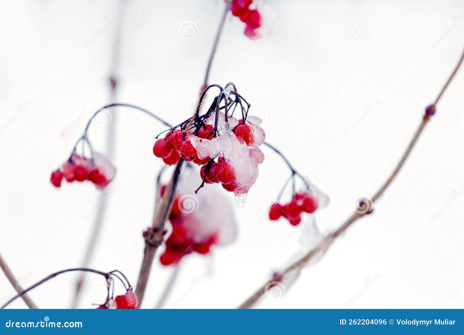 Covered with Snow and Ice Red Viburnum Berries on a Bush on a Light