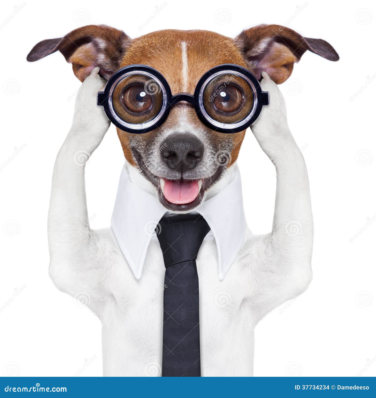 Covering Ears Dog Stock Images Image 37734234